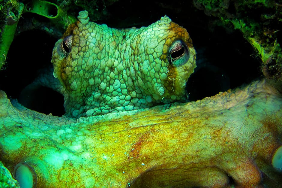 Abyss Diving Club - scuba diving courses and guided dives in St Paul's Bay, photo 4
