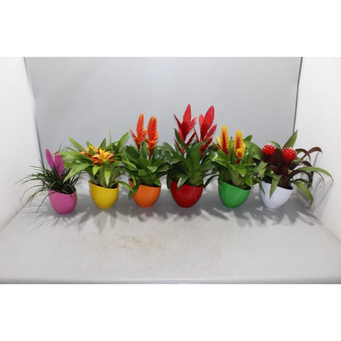 All Seasons Home & Garden - garden centre and homeware store in Ta' Qali, photo 4