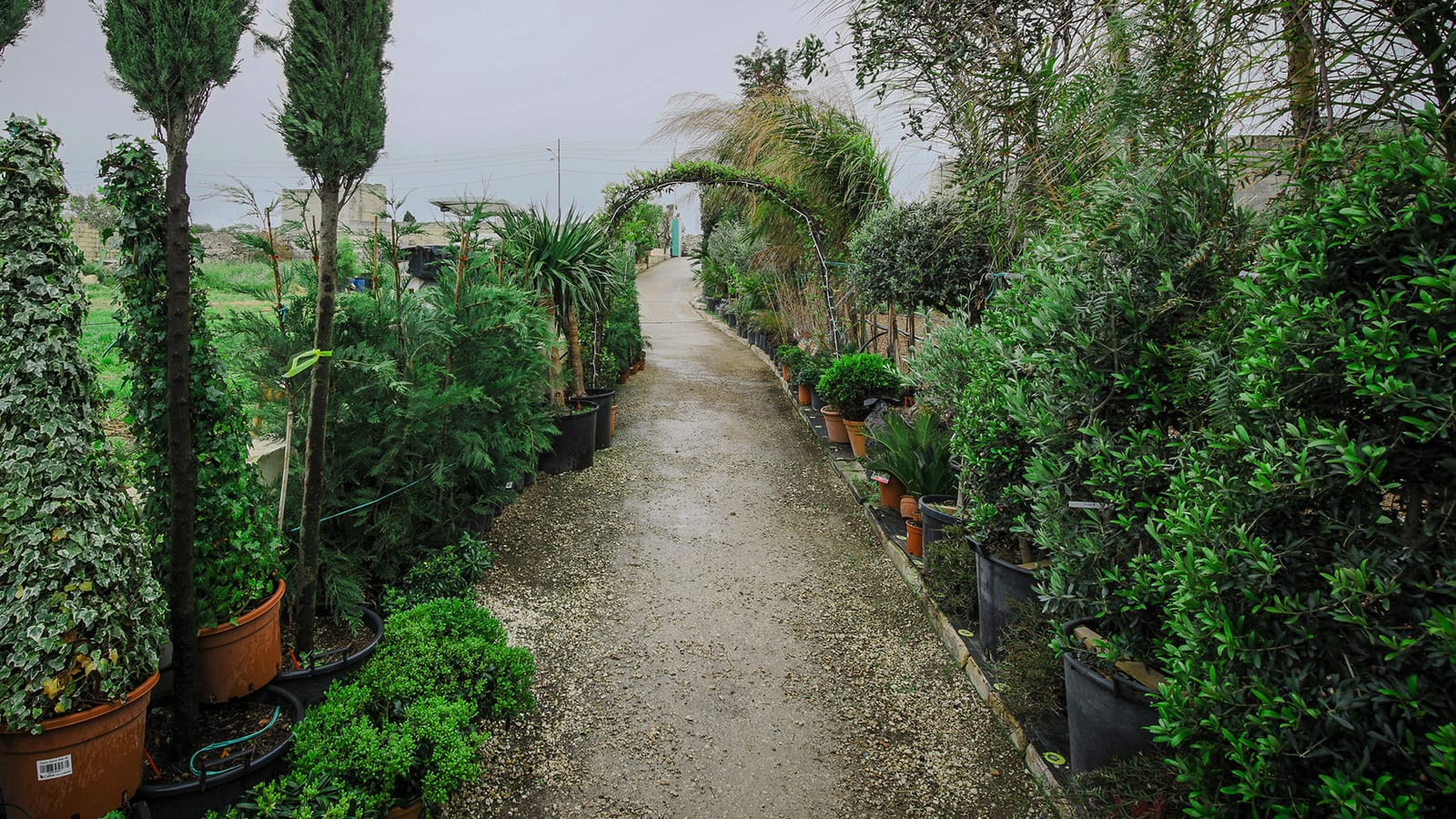 Callus Garden Centre - garden centre and landscaping in Siġġiewi, photo 1
