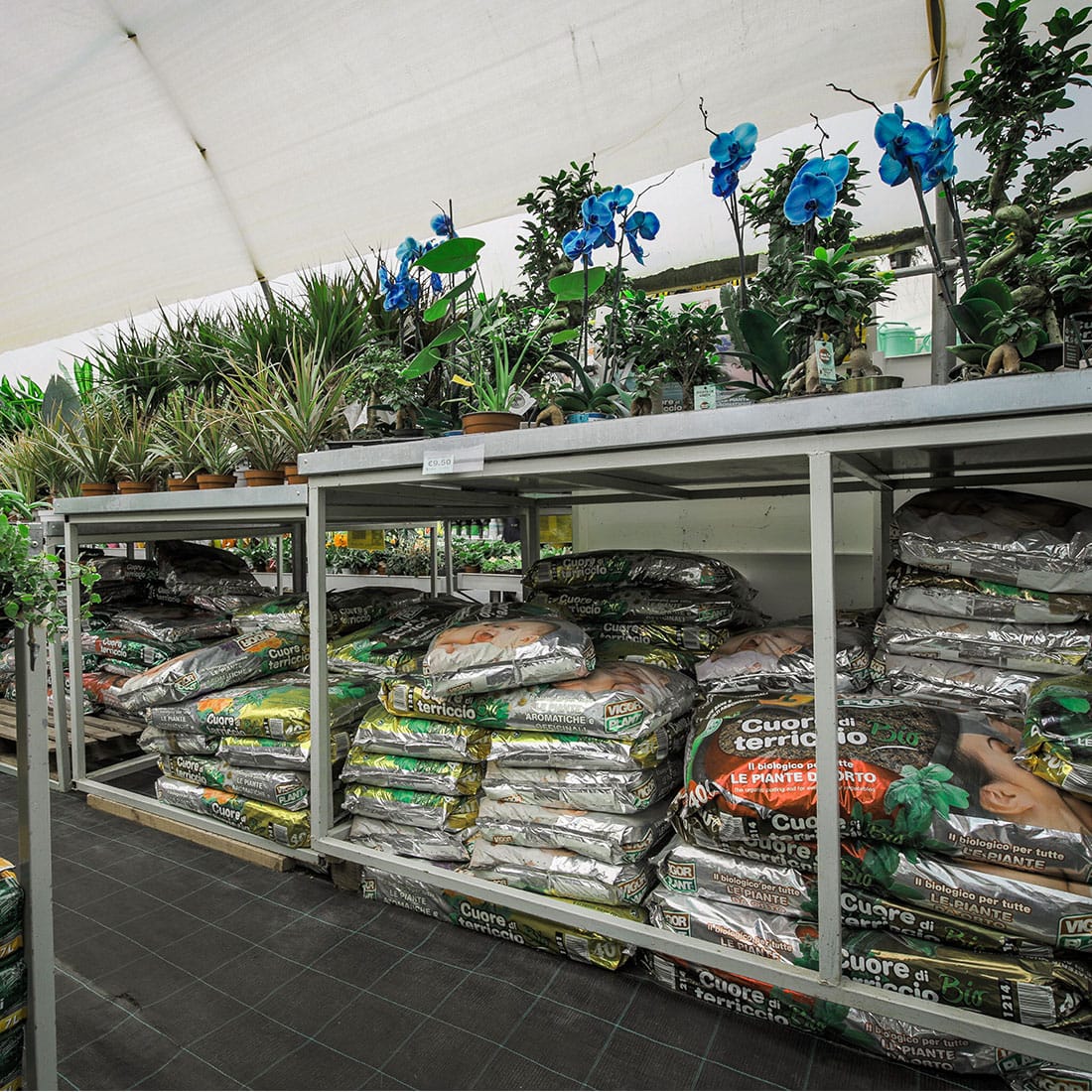 Callus Garden Centre - garden centre and landscaping in Siġġiewi, photo 3