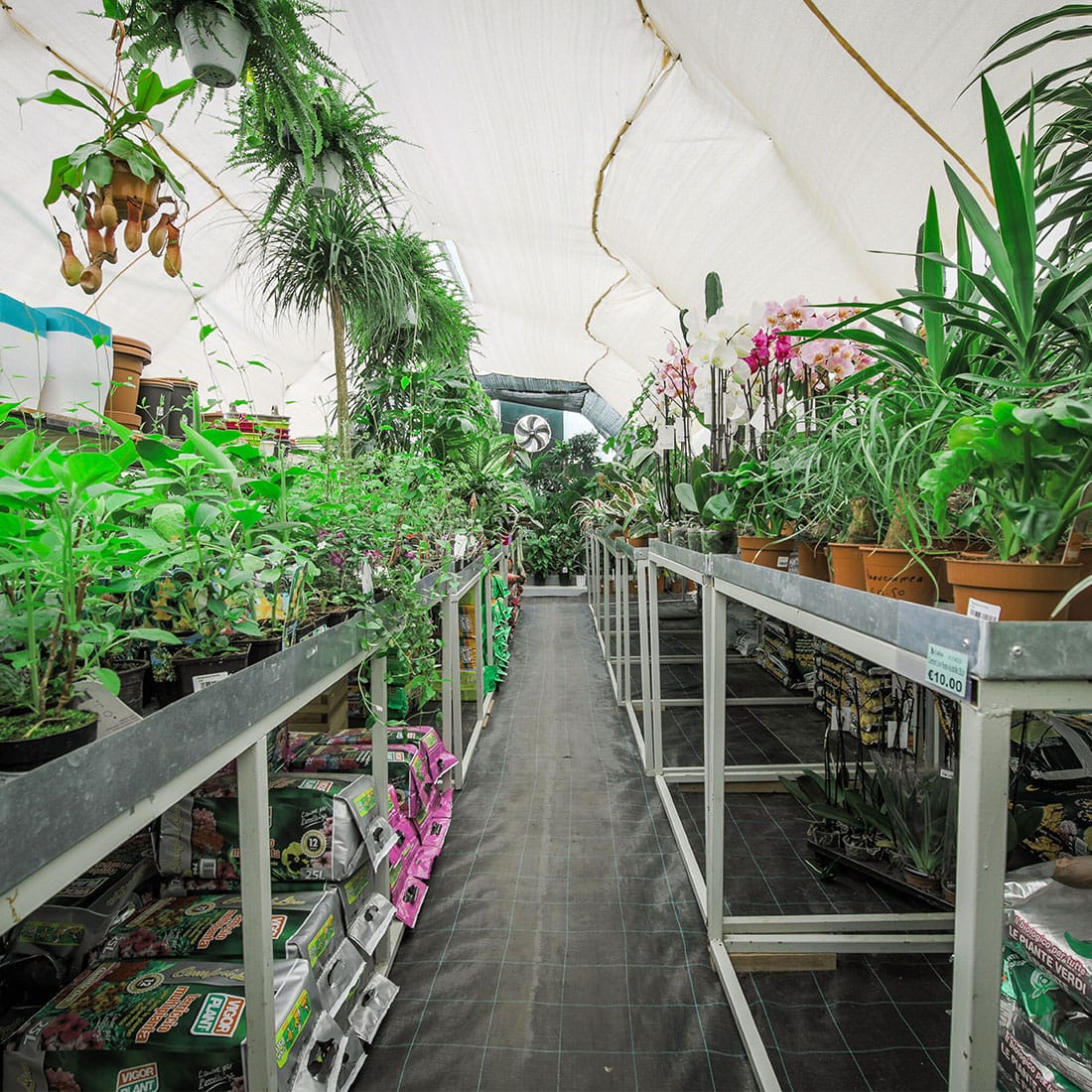 Callus Garden Centre - garden centre and landscaping in Siġġiewi, photo 4