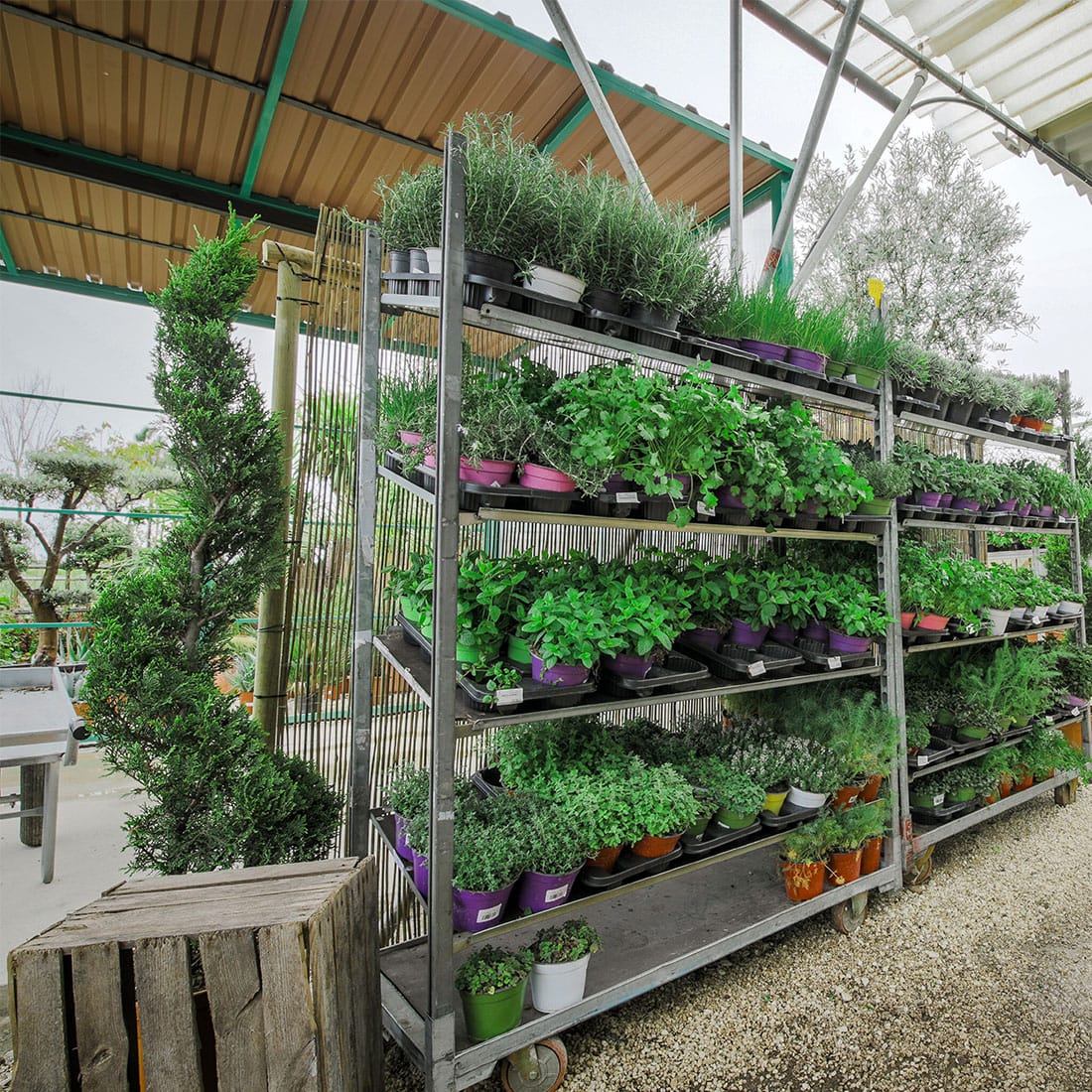 Callus Garden Centre - garden centre and landscaping in Siġġiewi, photo 5