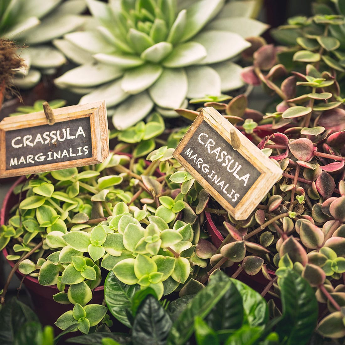 Callus Garden Centre - garden centre and landscaping in Siġġiewi, photo 7