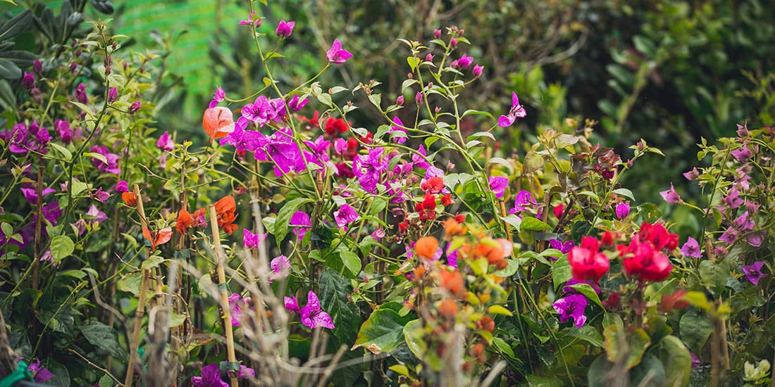 Callus Garden Centre - garden centre and landscaping in Siġġiewi, photo 8
