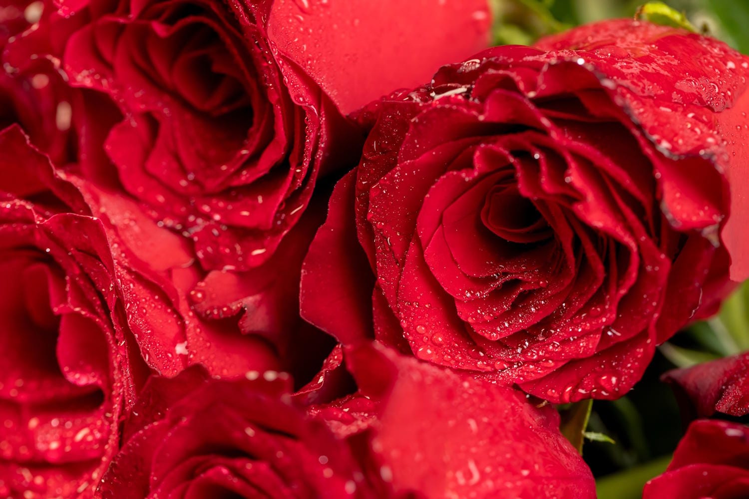 Carabott Florist - family florist and flower delivery in Għaxaq, photo 3