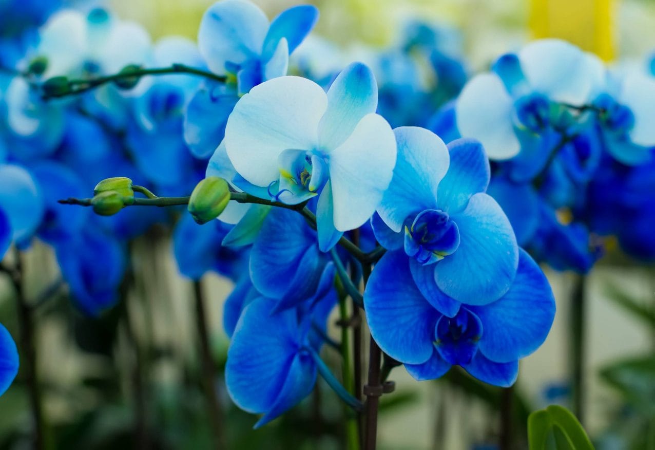 Carabott Florist - family florist and flower delivery in Għaxaq, photo 8