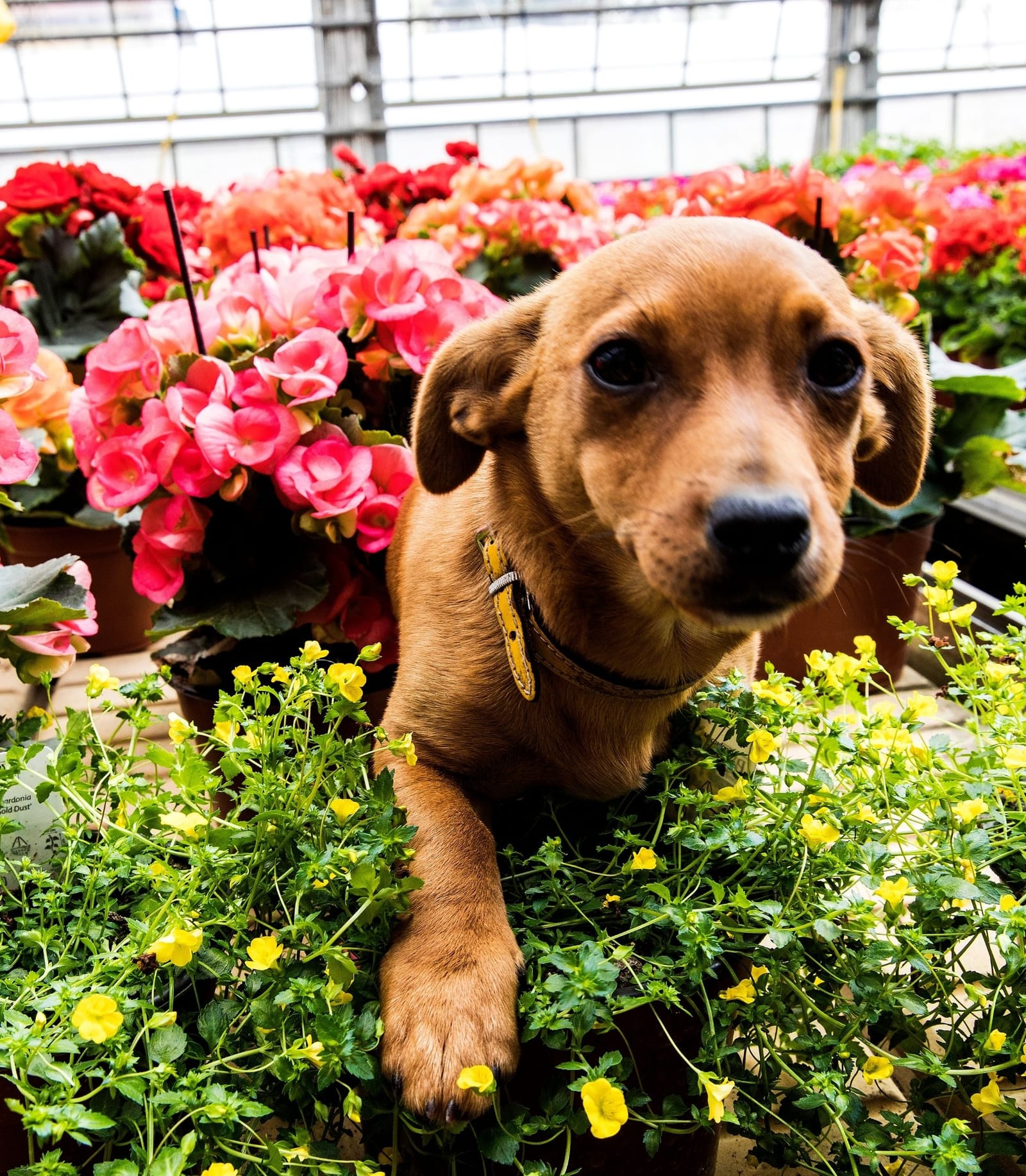 Central Florist & Pet Store - florist and pet store in Gżira, photo 10