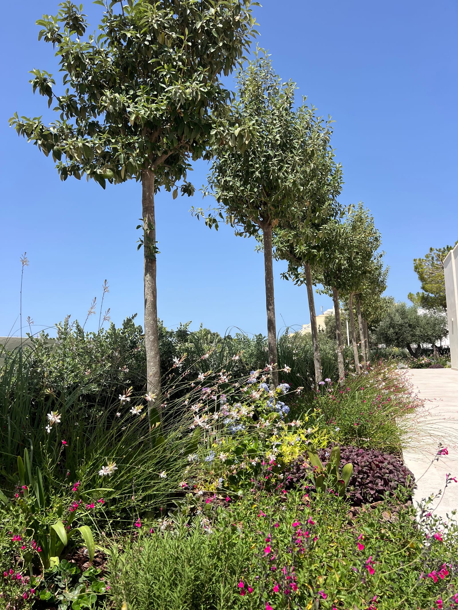 Derek Garden Centre - garden centre and landscaping contractors in Qormi, photo 12