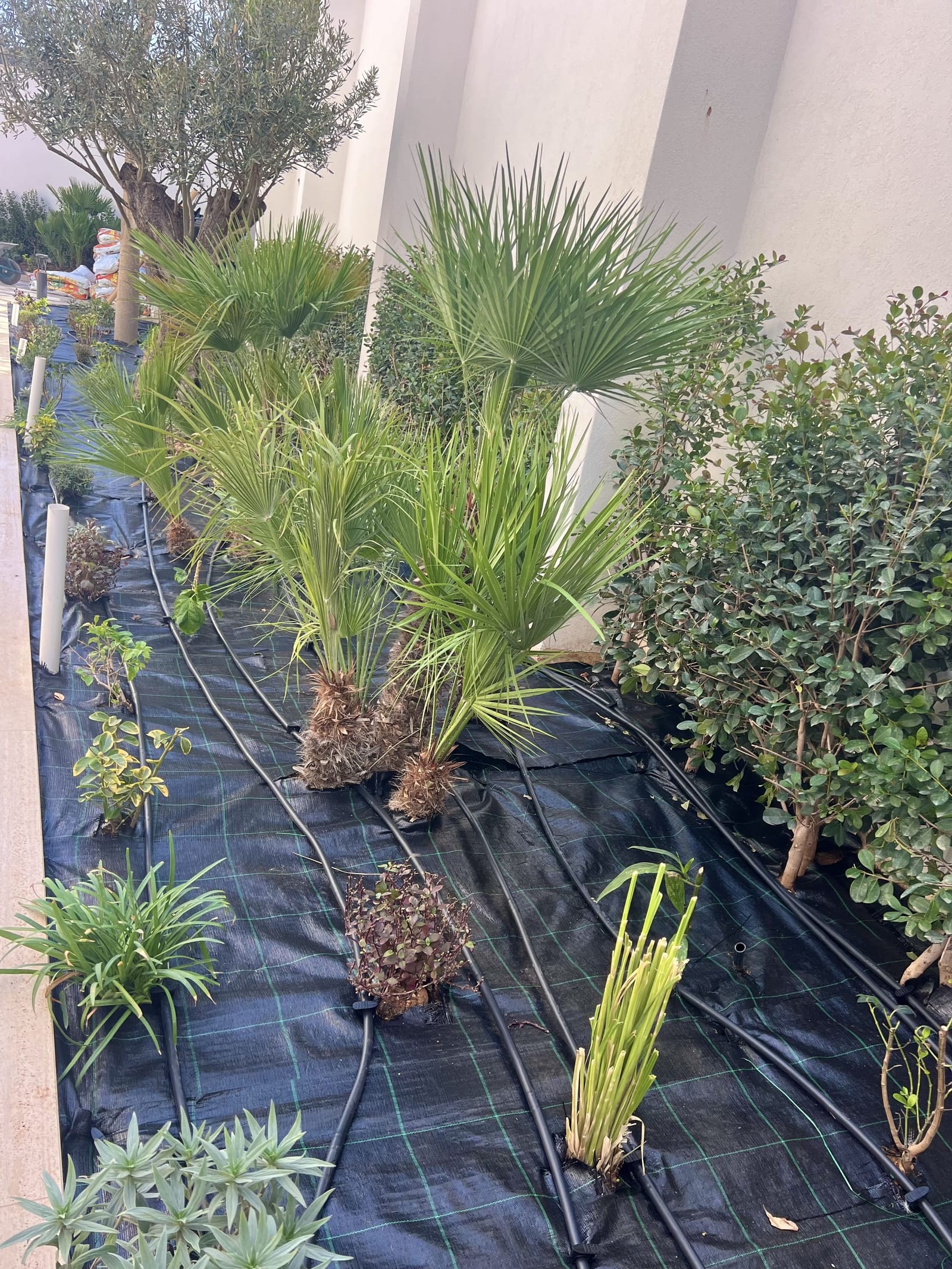 Derek Garden Centre - garden centre and landscaping contractors in Qormi, photo 13