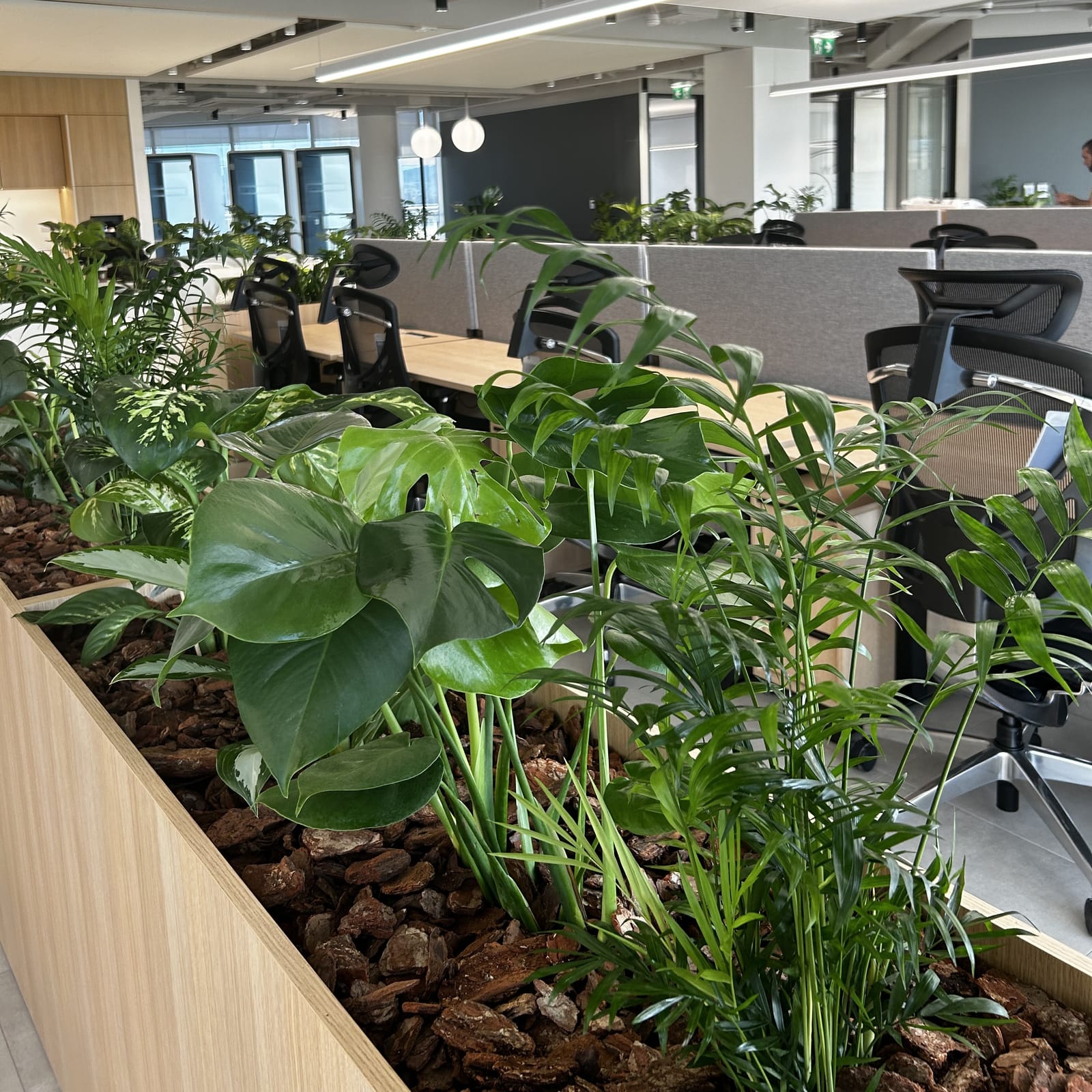 Derek Garden Centre - garden centre and landscaping contractors in Qormi, photo 17