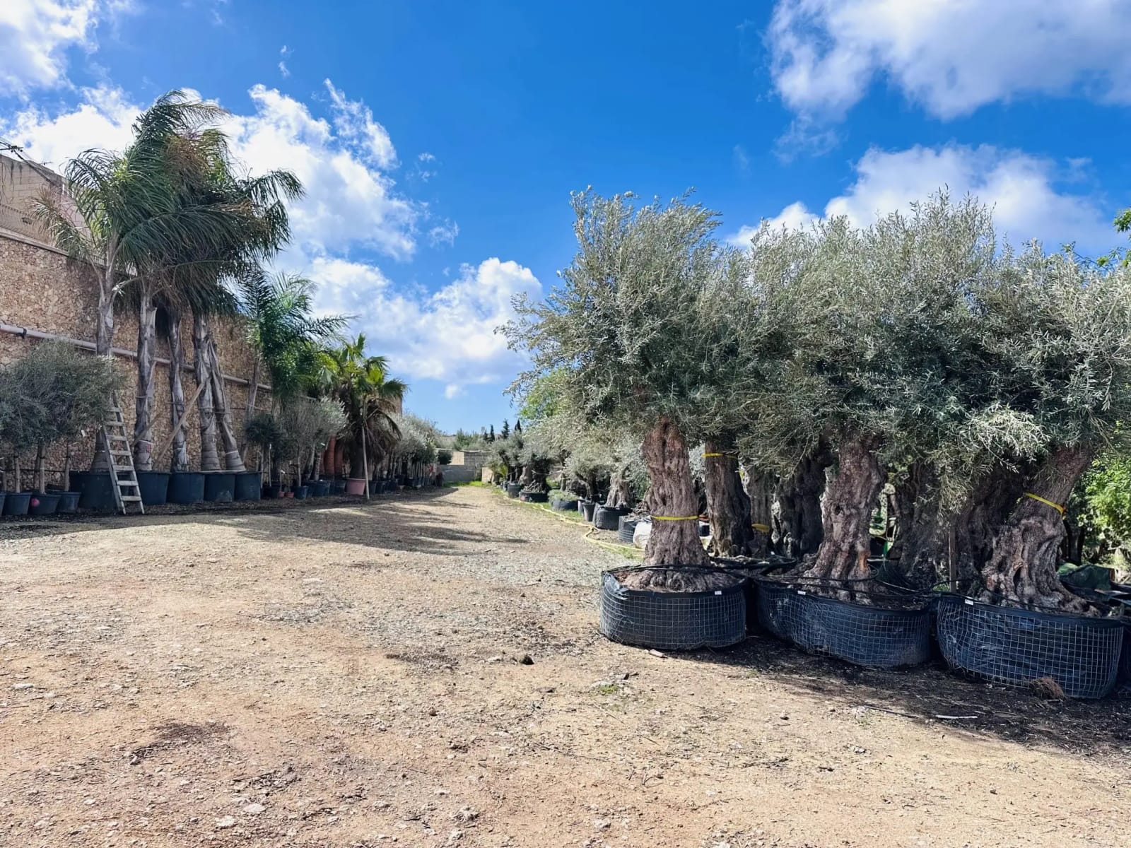 E.Attard Nurseries - landscaping and olive tree nursery in Dingli, photo 1