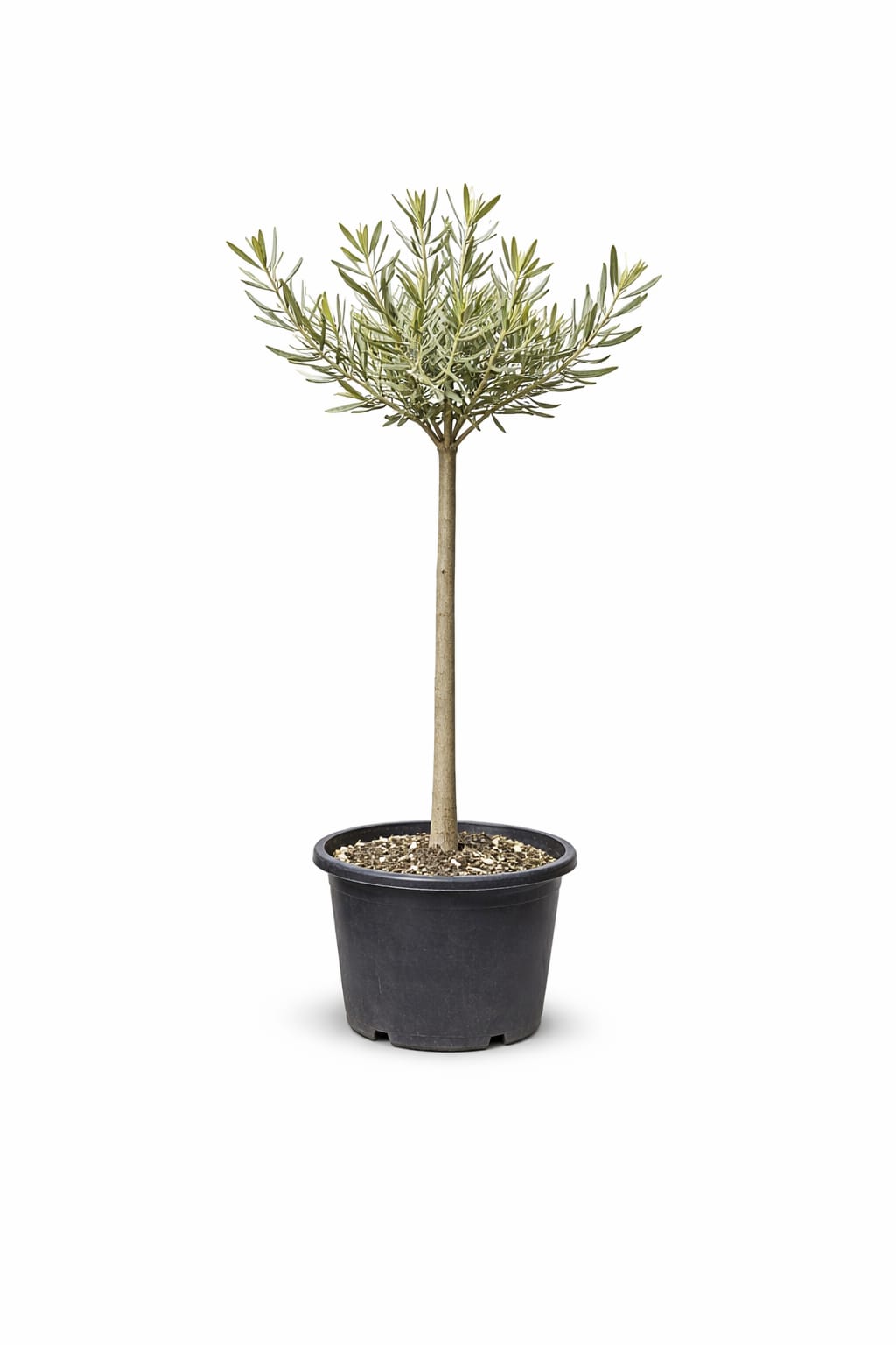 E.Attard Nurseries - landscaping and olive tree nursery in Dingli, photo 10