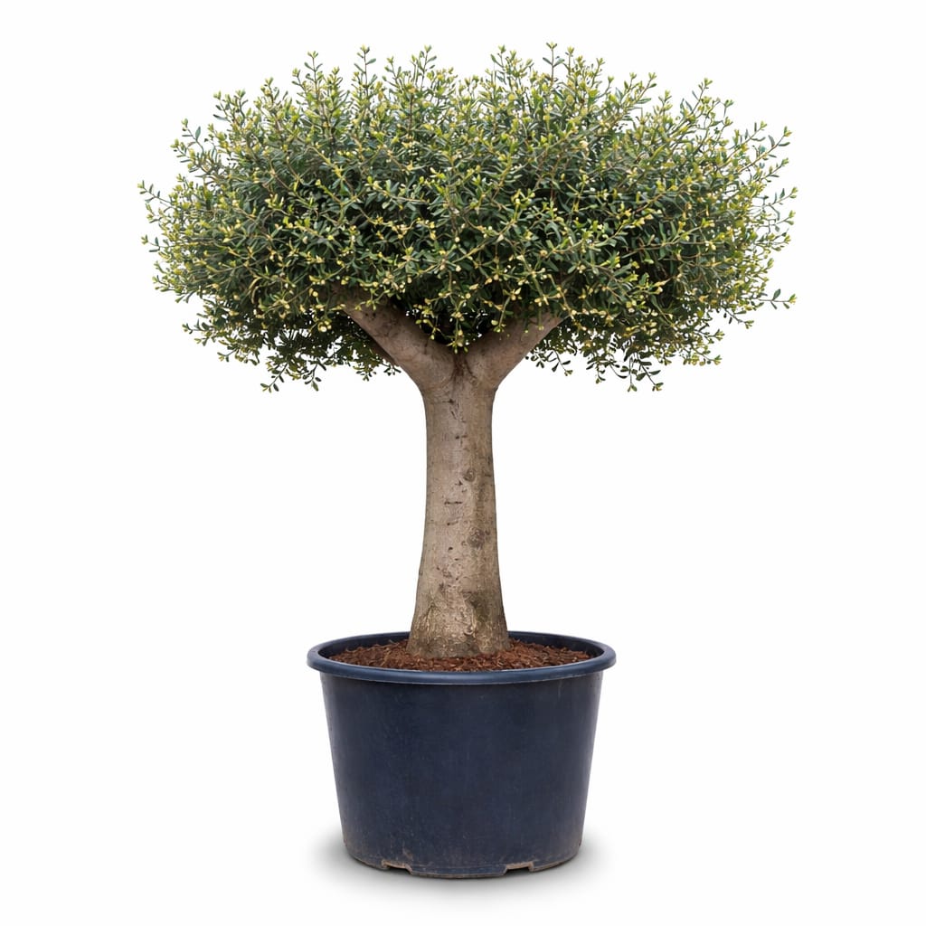 E.Attard Nurseries - landscaping and olive tree nursery in Dingli, photo 11