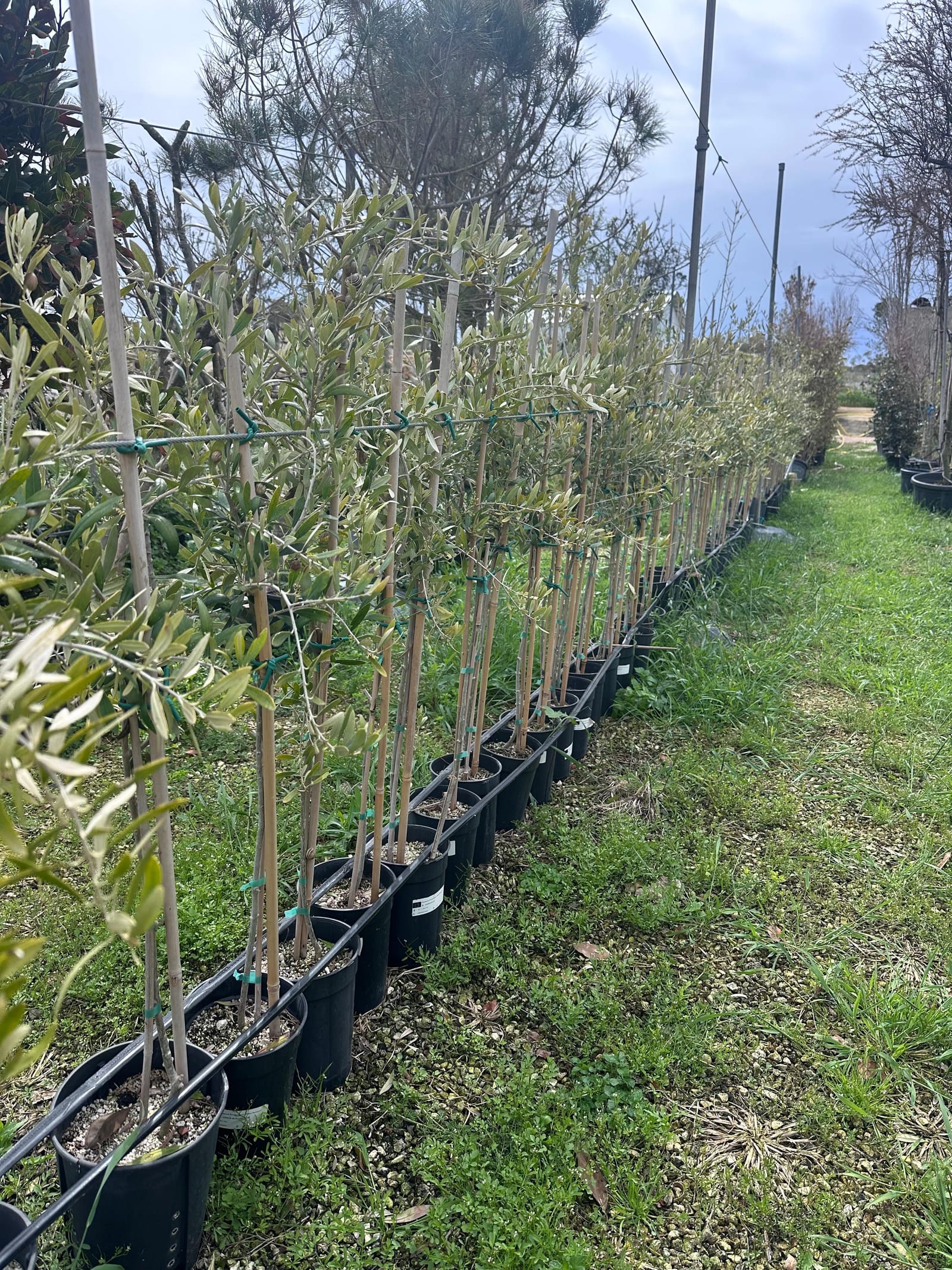E.Attard Nurseries - landscaping and olive tree nursery in Dingli, photo 12