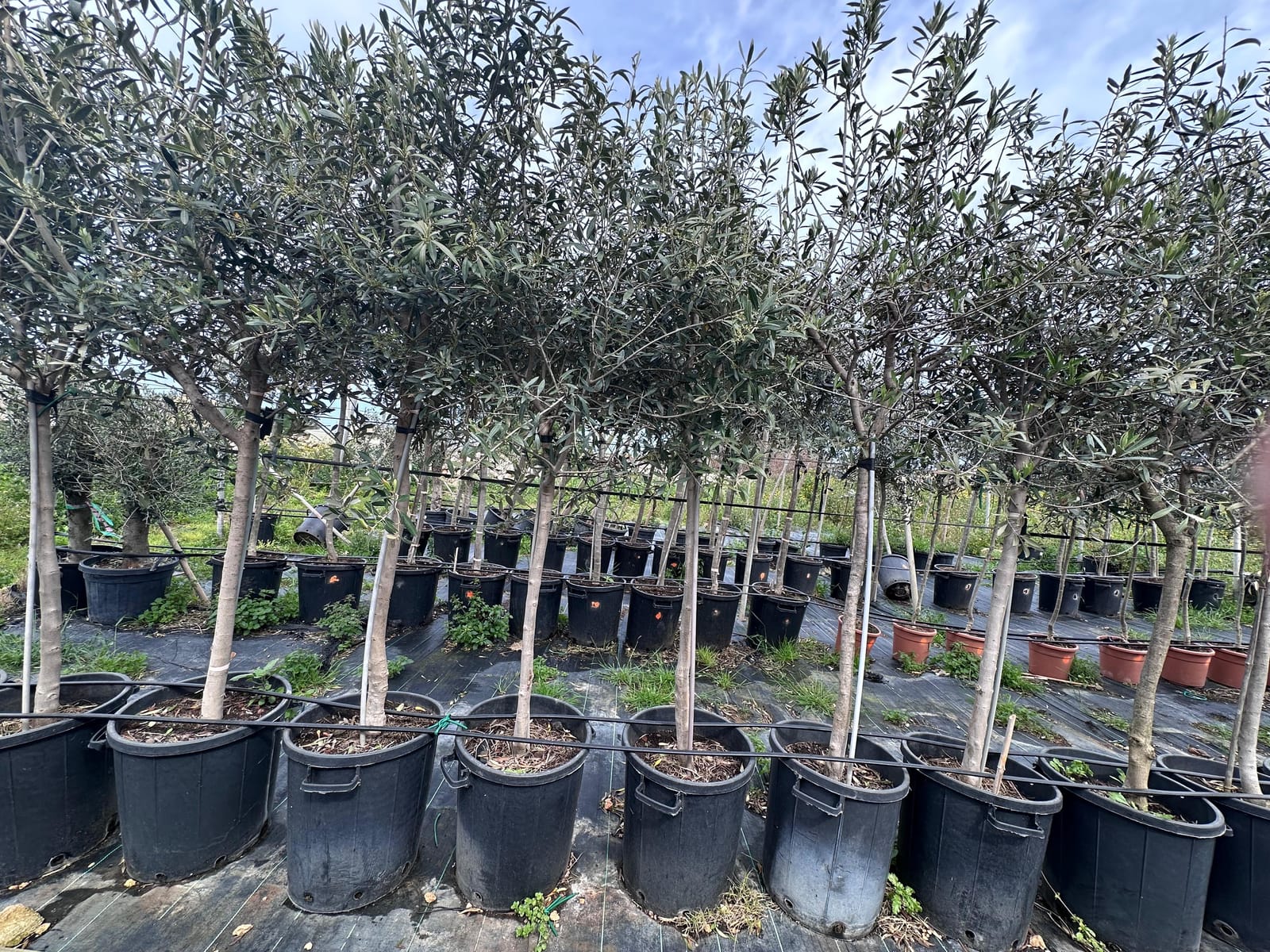 E.Attard Nurseries - landscaping and olive tree nursery in Dingli, photo 13