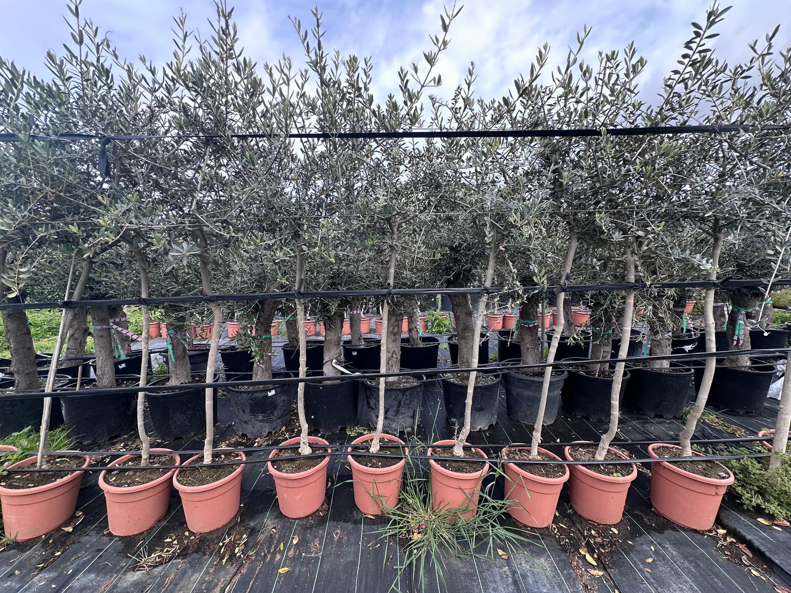 E.Attard Nurseries - landscaping and olive tree nursery in Dingli, photo 14