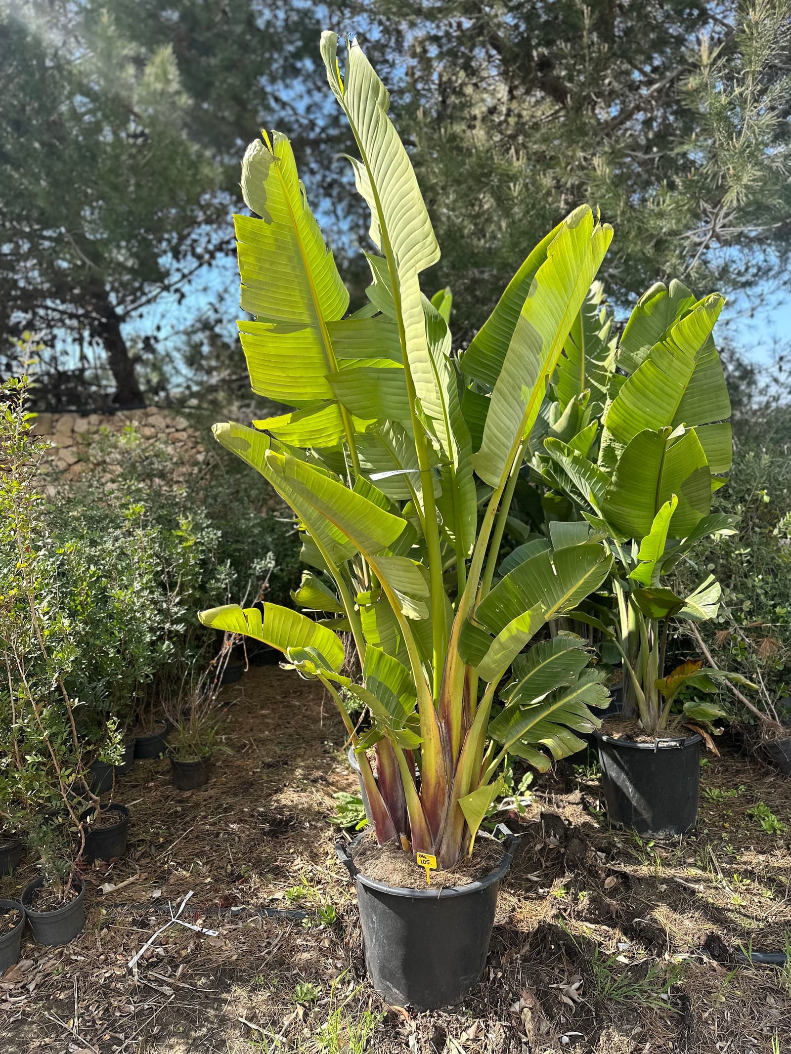 E.Attard Nurseries - landscaping and olive tree nursery in Dingli, photo 15