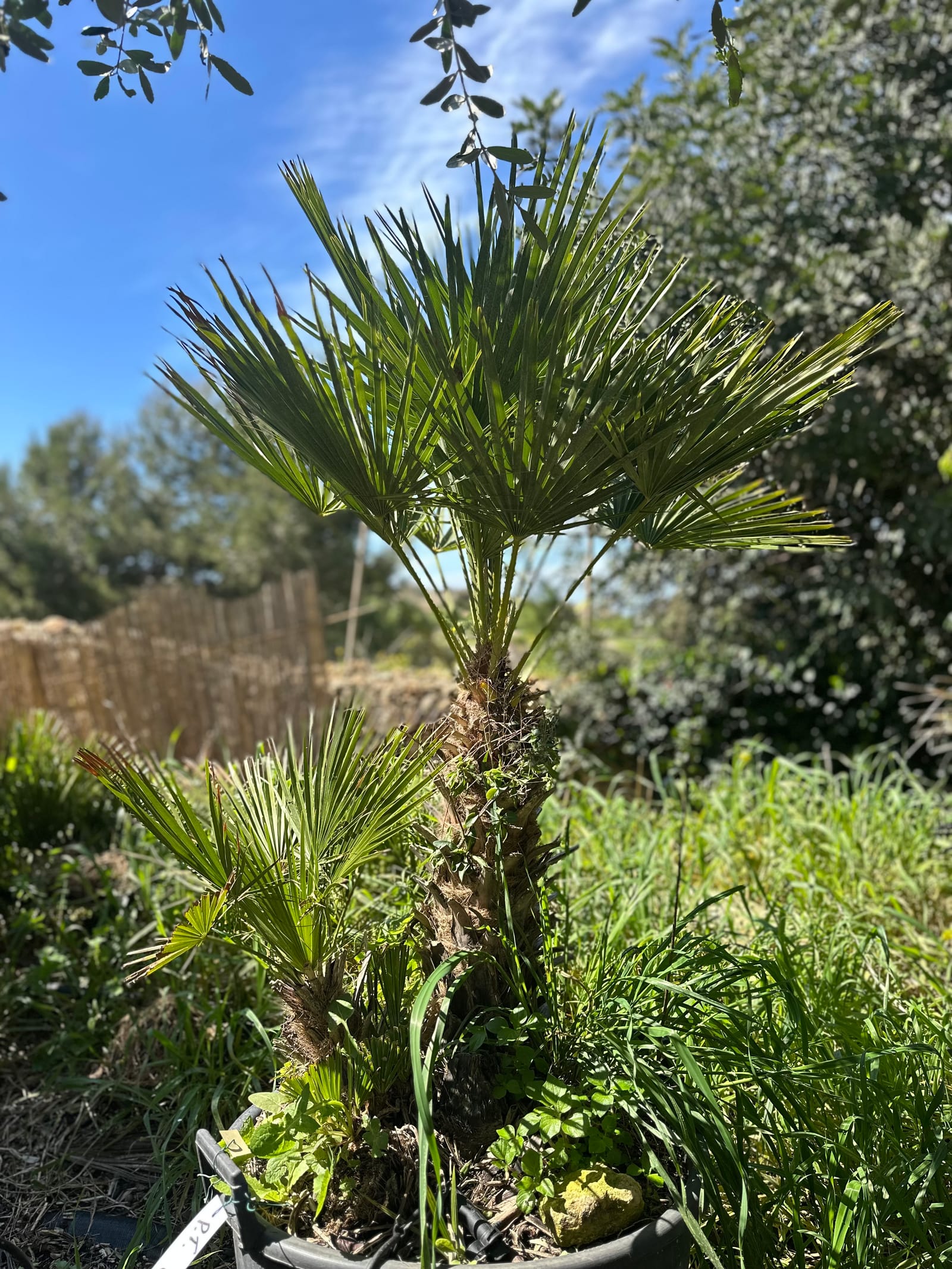 E.Attard Nurseries - landscaping and olive tree nursery in Dingli, photo 16