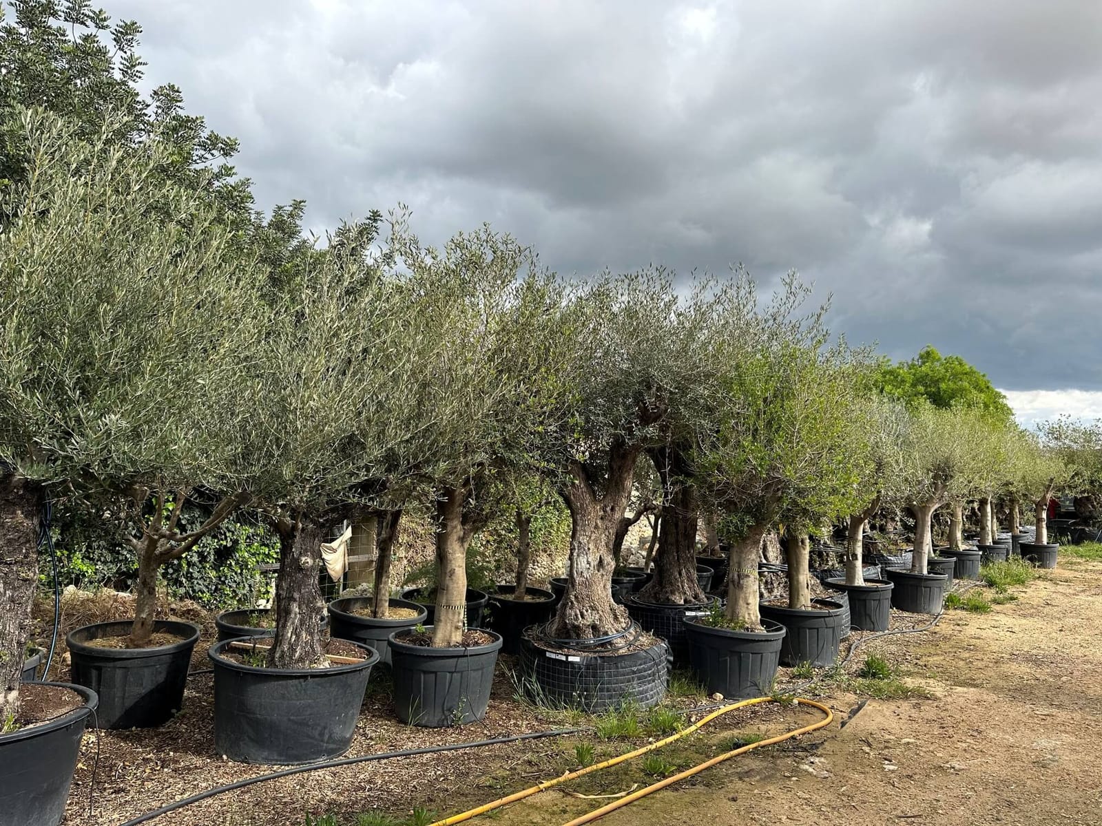 E.Attard Nurseries - landscaping and olive tree nursery in Dingli, photo 2