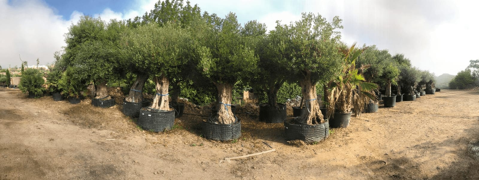 E.Attard Nurseries - landscaping and olive tree nursery in Dingli, photo 3