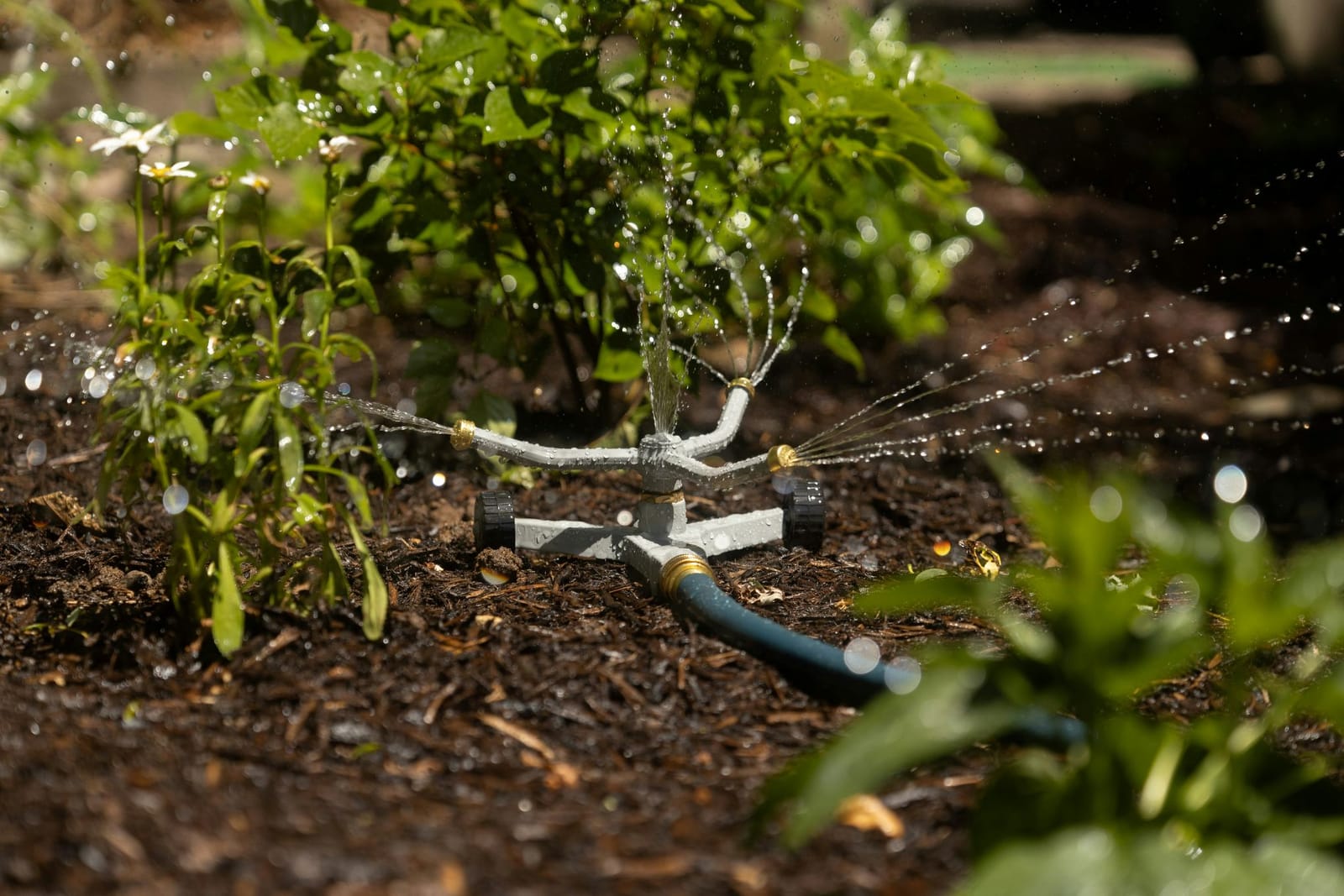 E.Attard Nurseries - landscaping and olive tree nursery in Dingli, photo 7