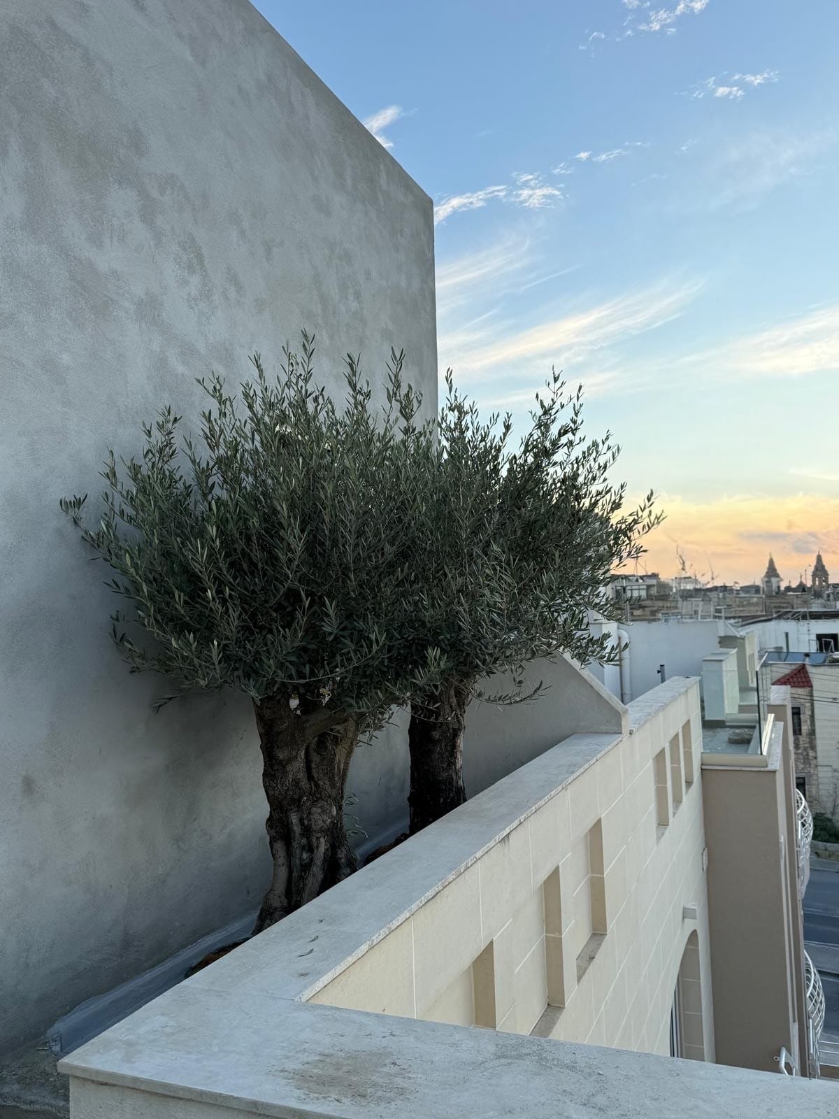 E.Attard Nurseries - landscaping and olive tree nursery in Dingli, photo 9