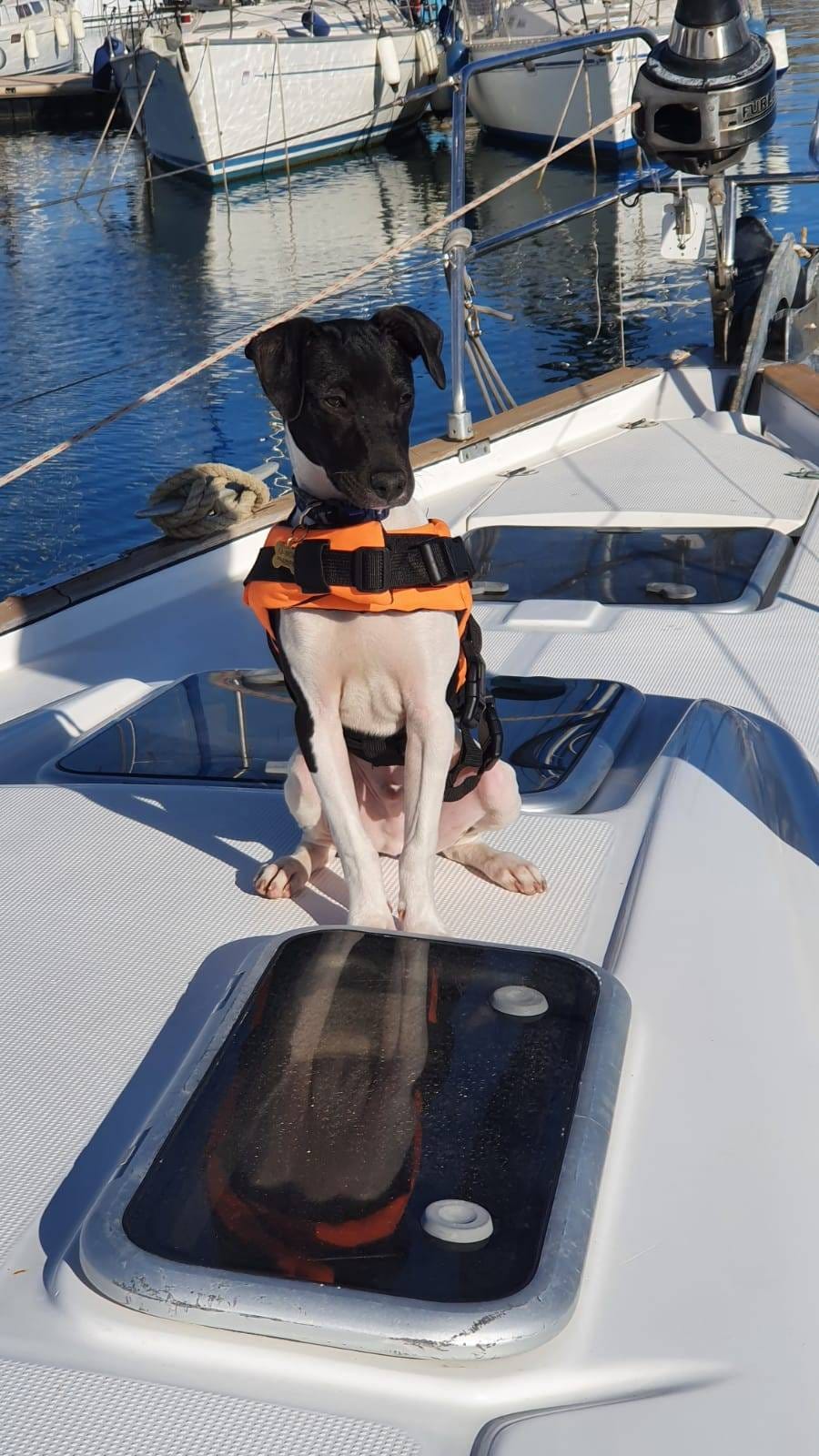Elite Sailing Charters Malta - private sailing yacht charters in Gżira, photo 6