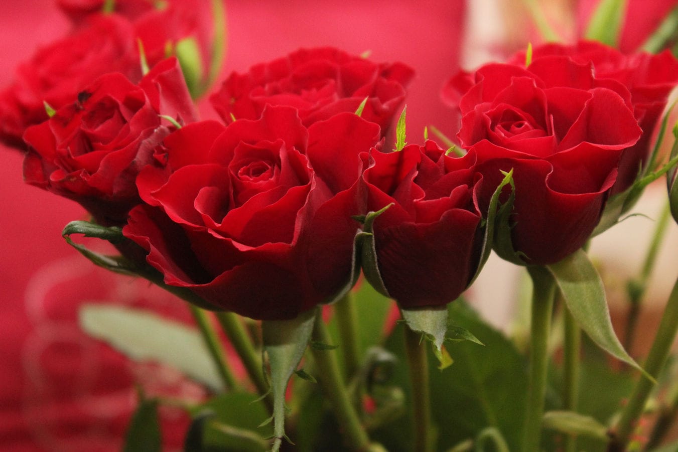 Flowers & More - florist, plants and landscaping in Gżira, photo 2