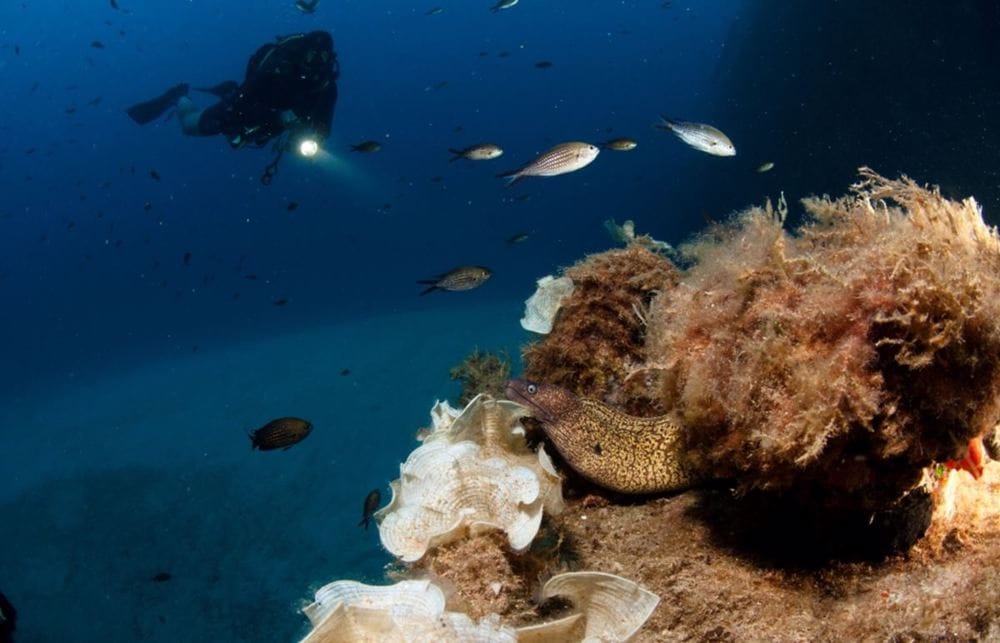 Gozo Dive St Andrews - dive centre and training school in Xlendi, photo 7