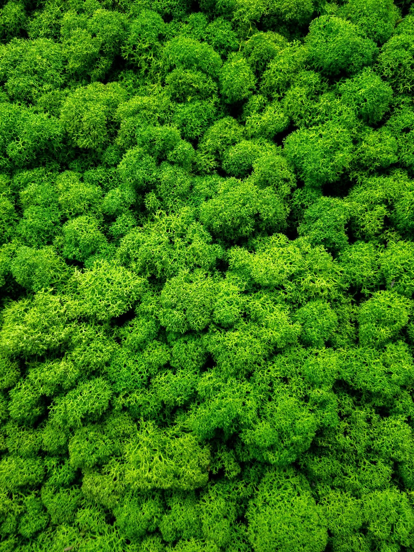 Innovative Greens - florist and garden centre in Qormi, photo 2