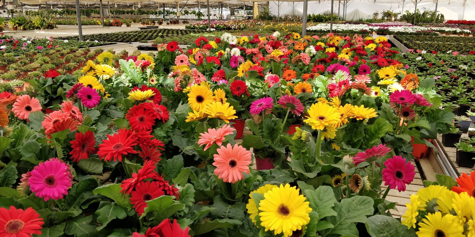 Jardinland - plant nursery and garden centre in Mellieħa, photo 1