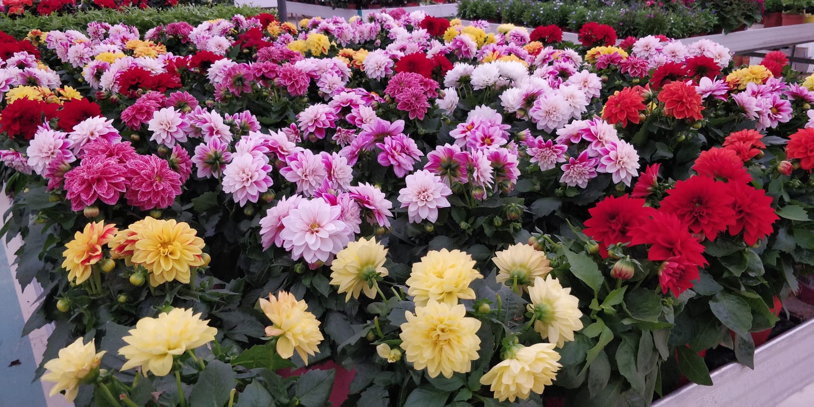 Jardinland - plant nursery and garden centre in Mellieħa, photo 10