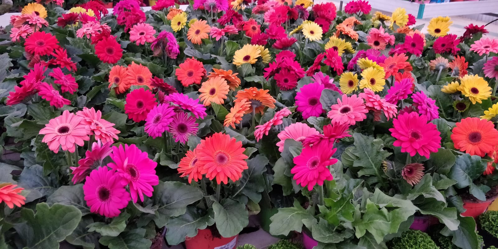 Jardinland - plant nursery and garden centre in Mellieħa, photo 11