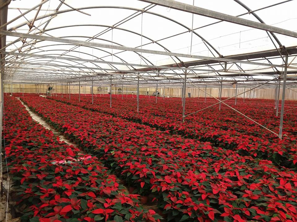 Jardinland - plant nursery and garden centre in Mellieħa, photo 2