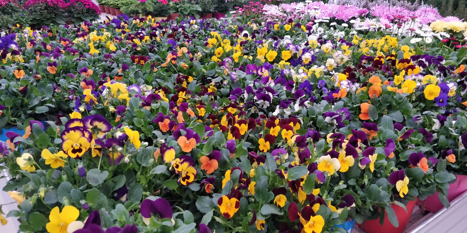 Jardinland - plant nursery and garden centre in Mellieħa, photo 3