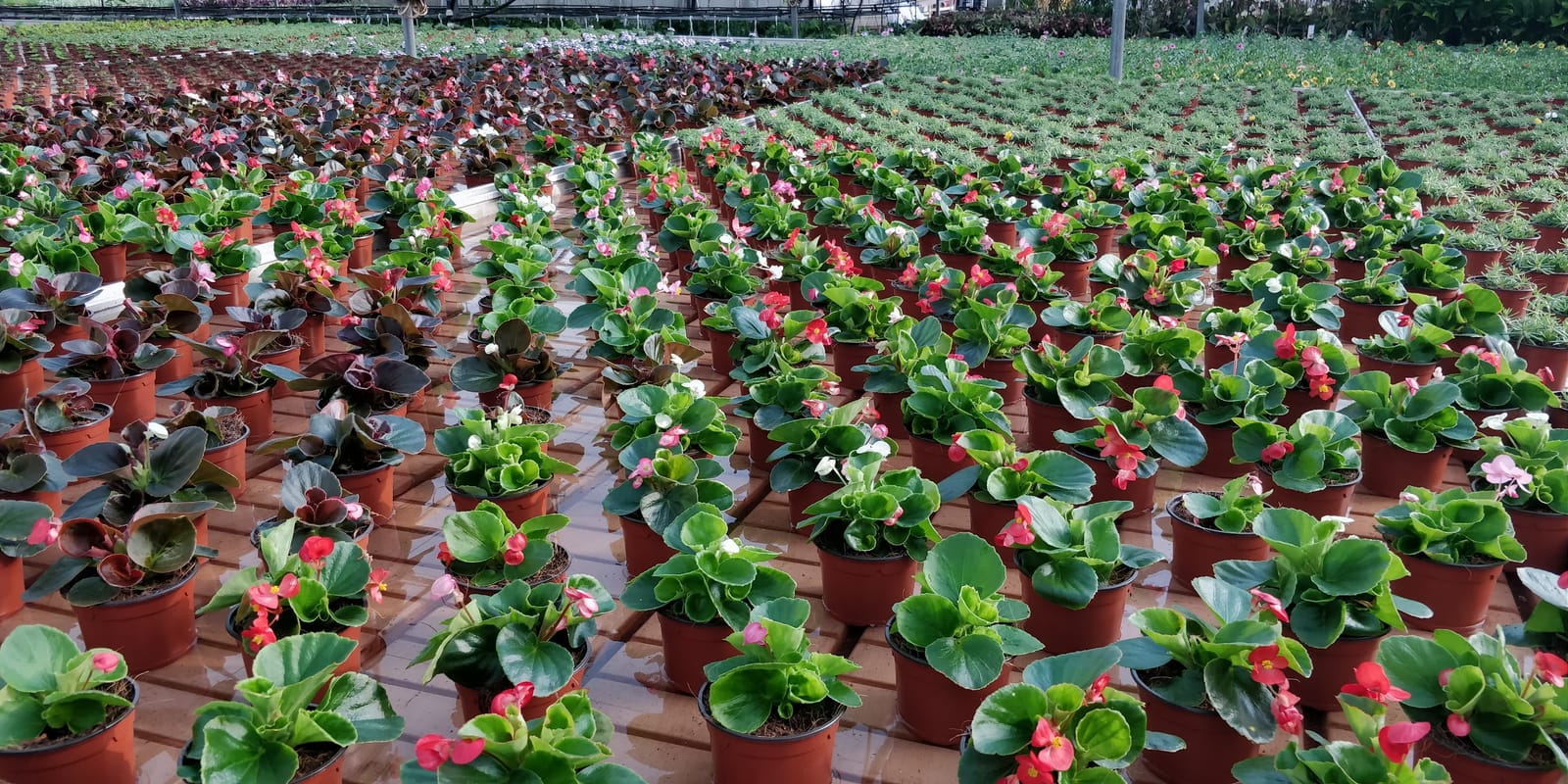 Jardinland - plant nursery and garden centre in Mellieħa, photo 4