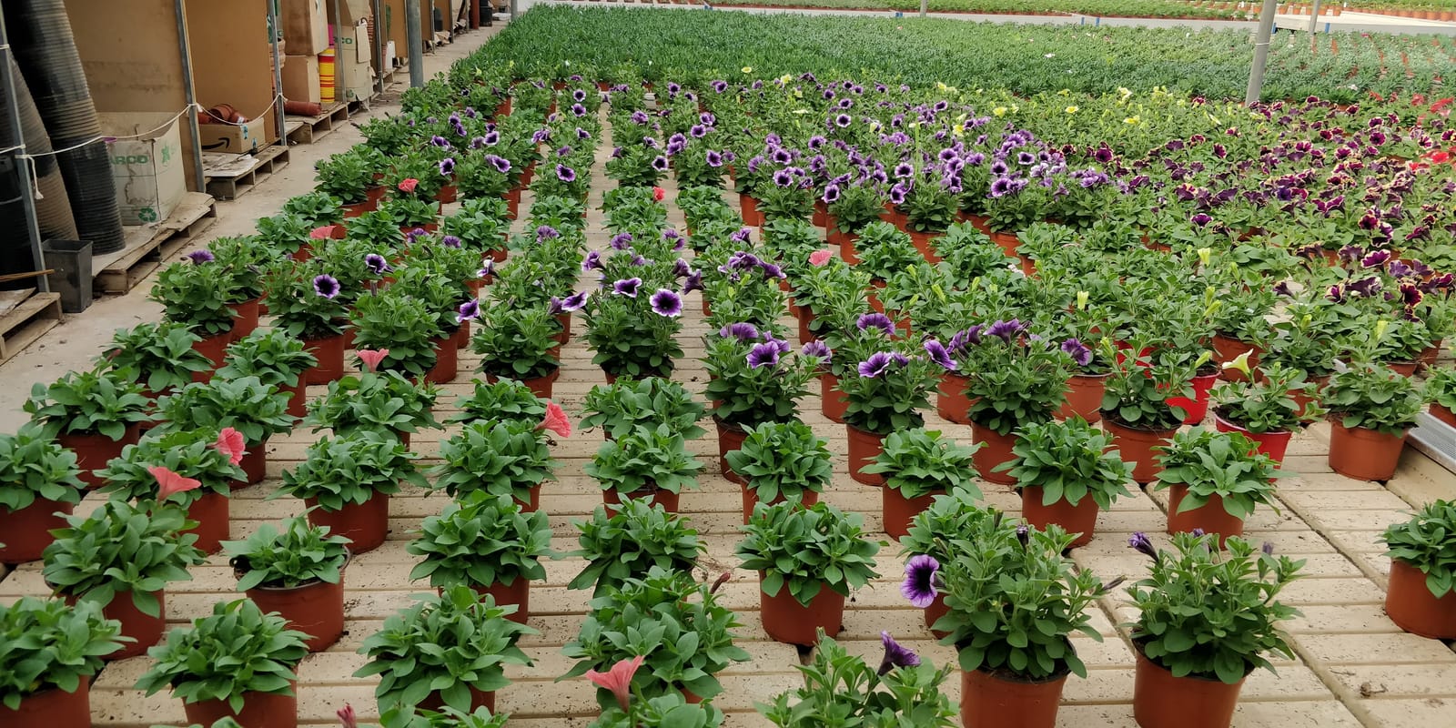 Jardinland - plant nursery and garden centre in Mellieħa, photo 5