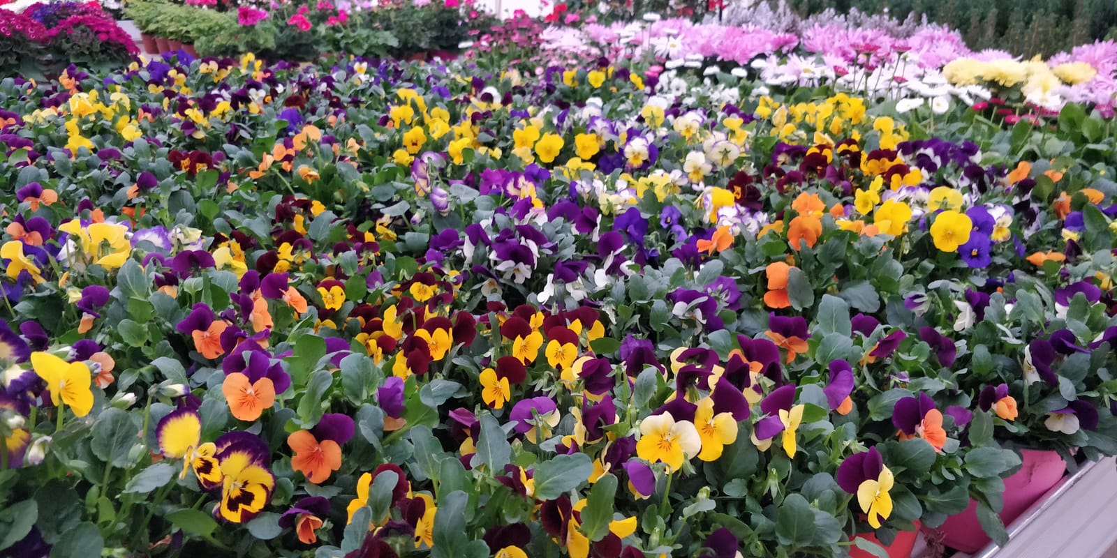Jardinland - plant nursery and garden centre in Mellieħa, photo 6