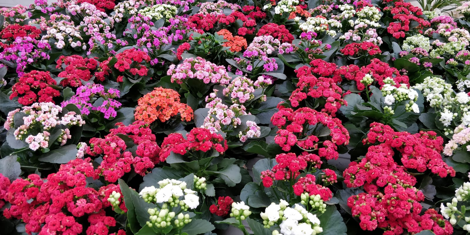 Jardinland - plant nursery and garden centre in Mellieħa, photo 7