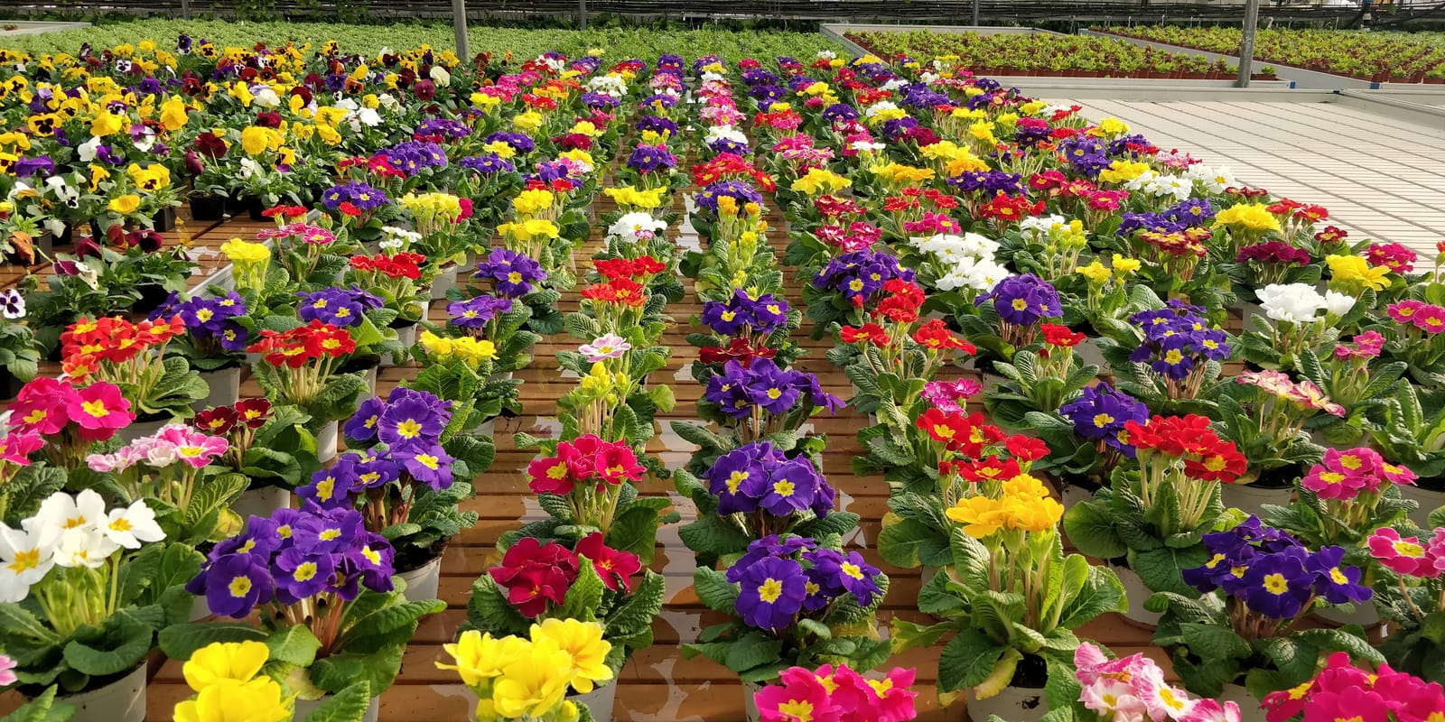 Jardinland - plant nursery and garden centre in Mellieħa, photo 8