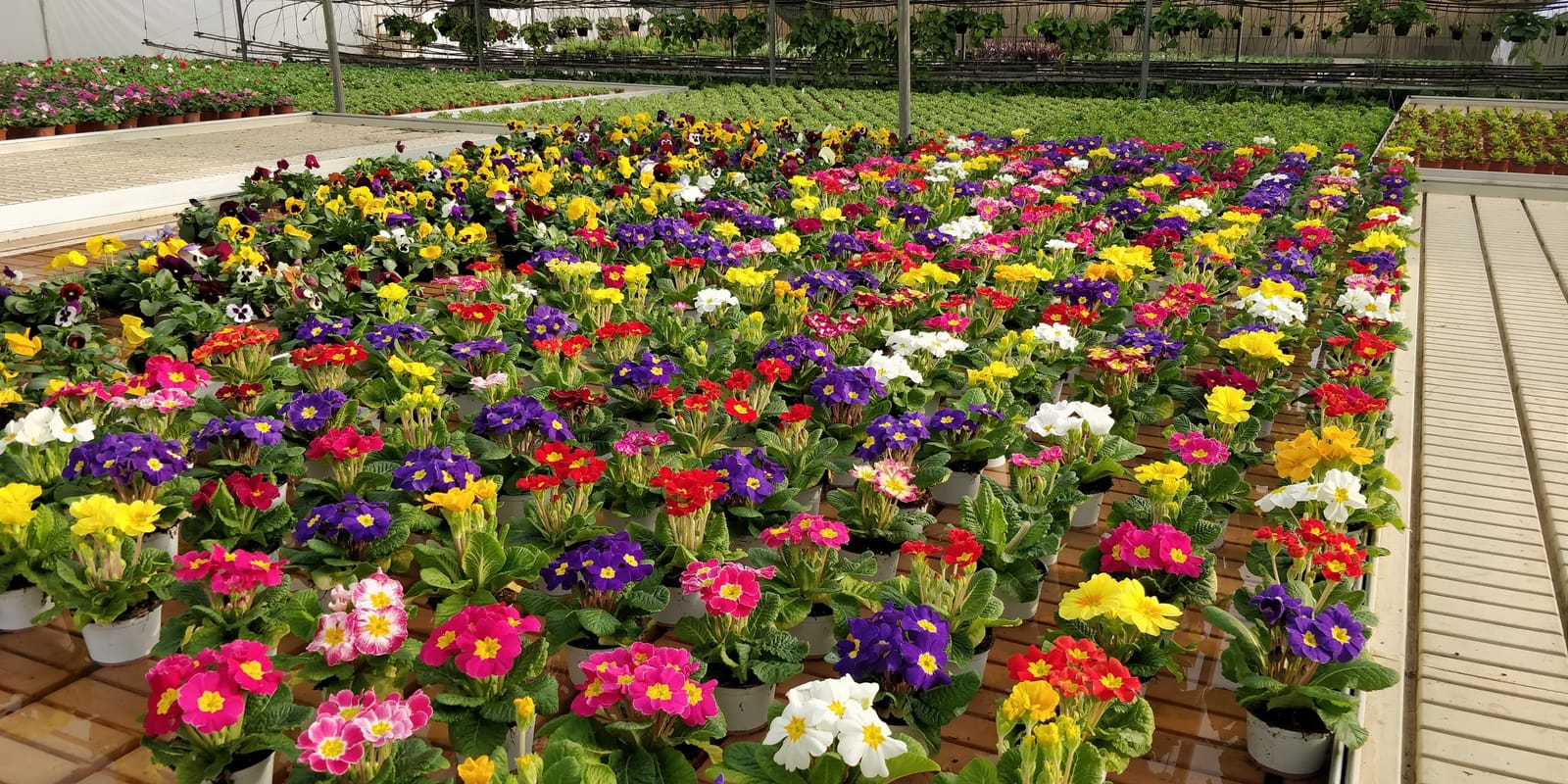 Jardinland - plant nursery and garden centre in Mellieħa, photo 9