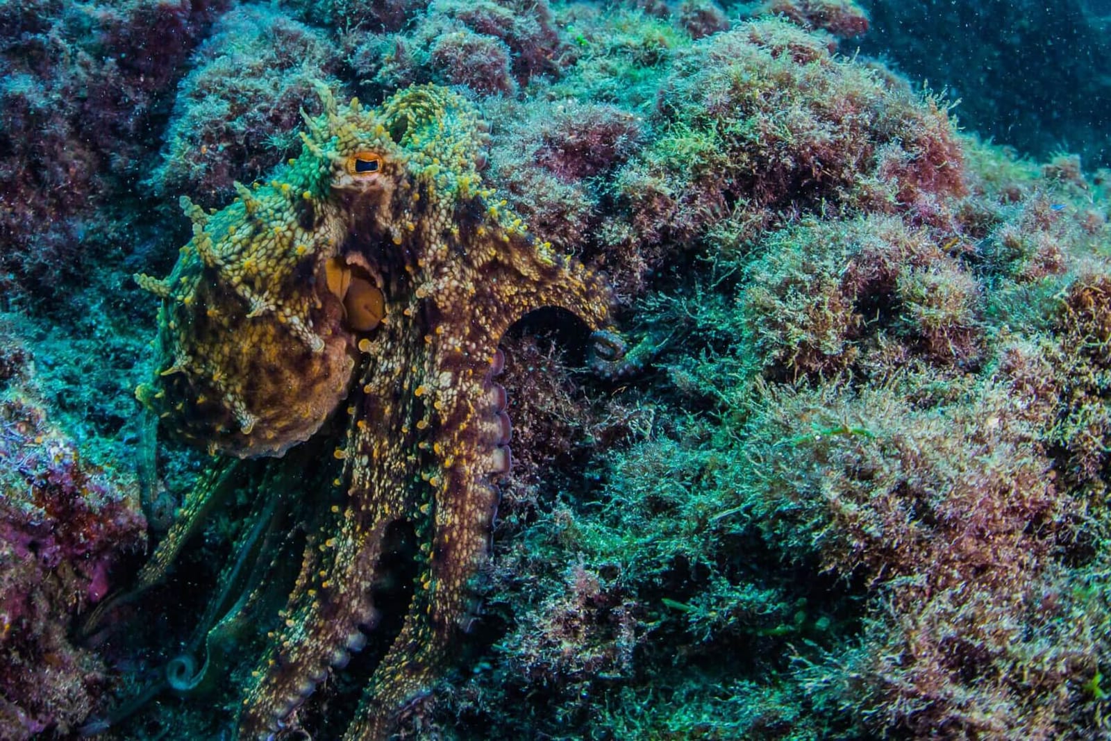 Maltaqua - dive centre, courses and apartments in St Paul's Bay, photo 6