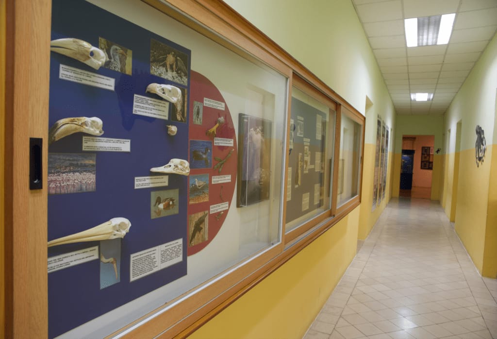 National Museum of Natural History - natural history museum in mdina in Mdina, photo 5