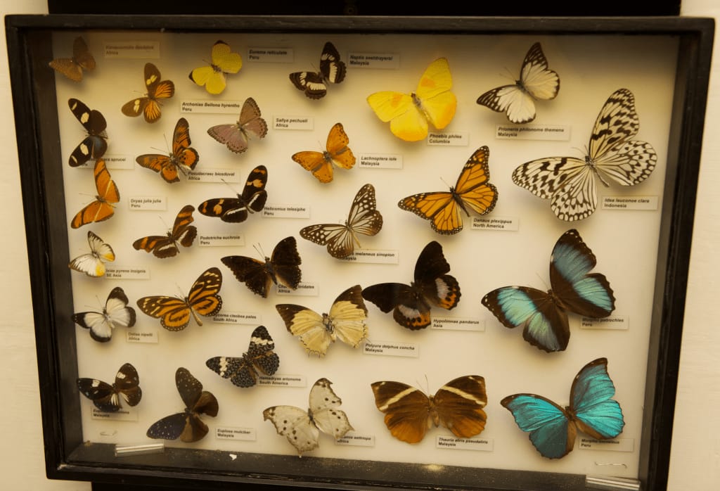 National Museum of Natural History - natural history museum in mdina in Mdina, photo 6