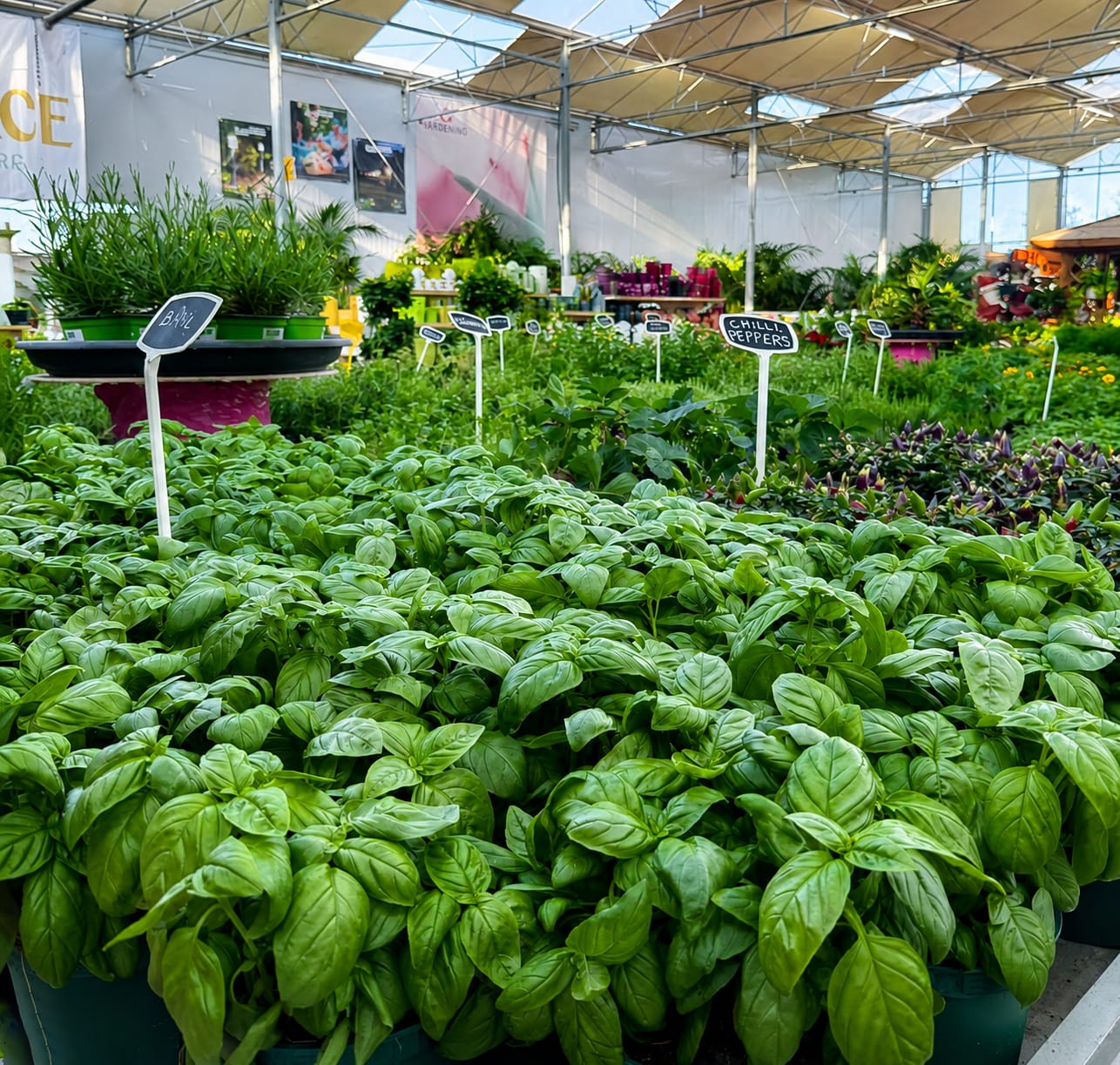 Palace Garden Centre - garden centre and landscaping in Attard, photo 1