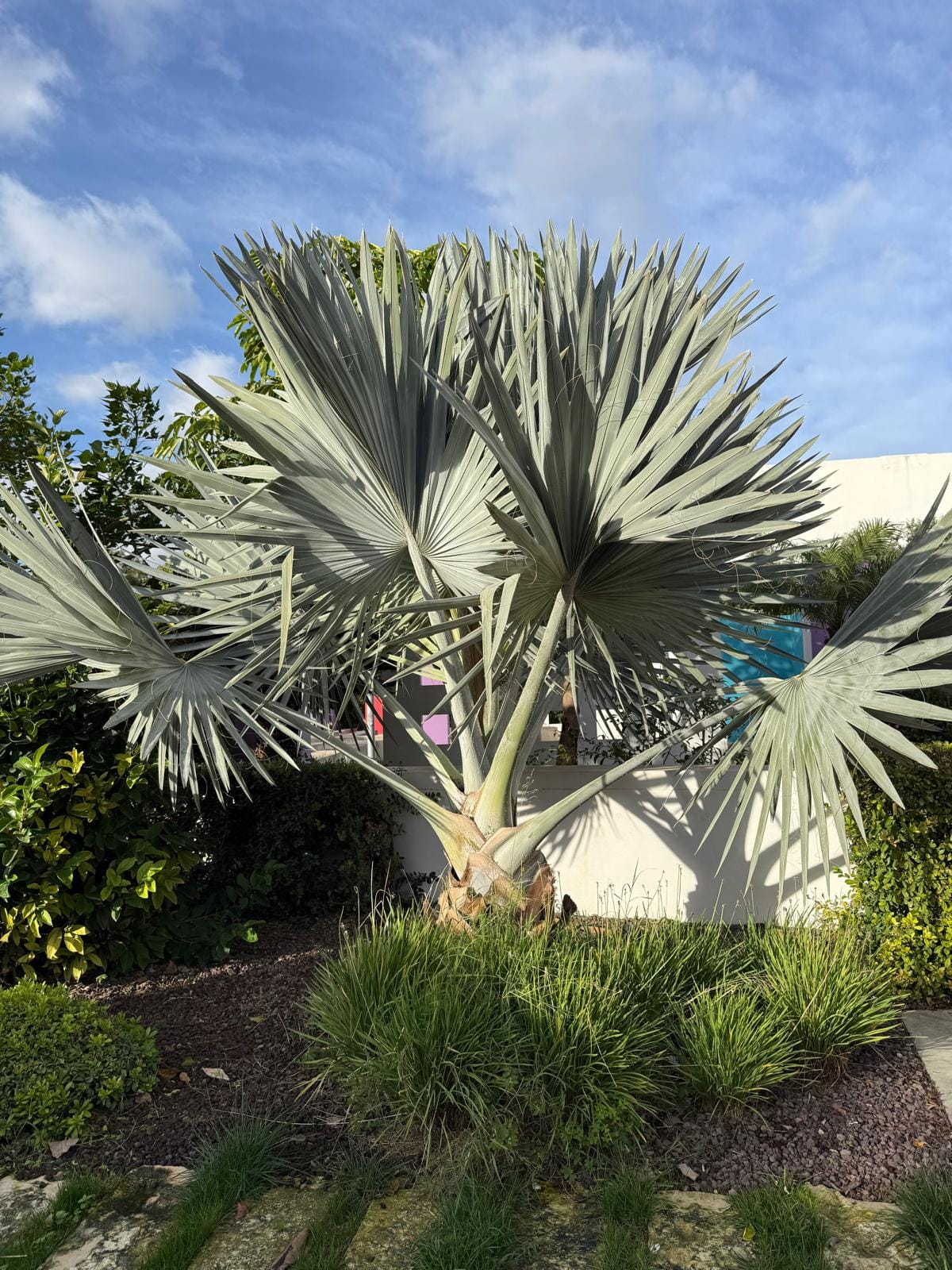 Palace Garden Centre - garden centre and landscaping in Attard, photo 15