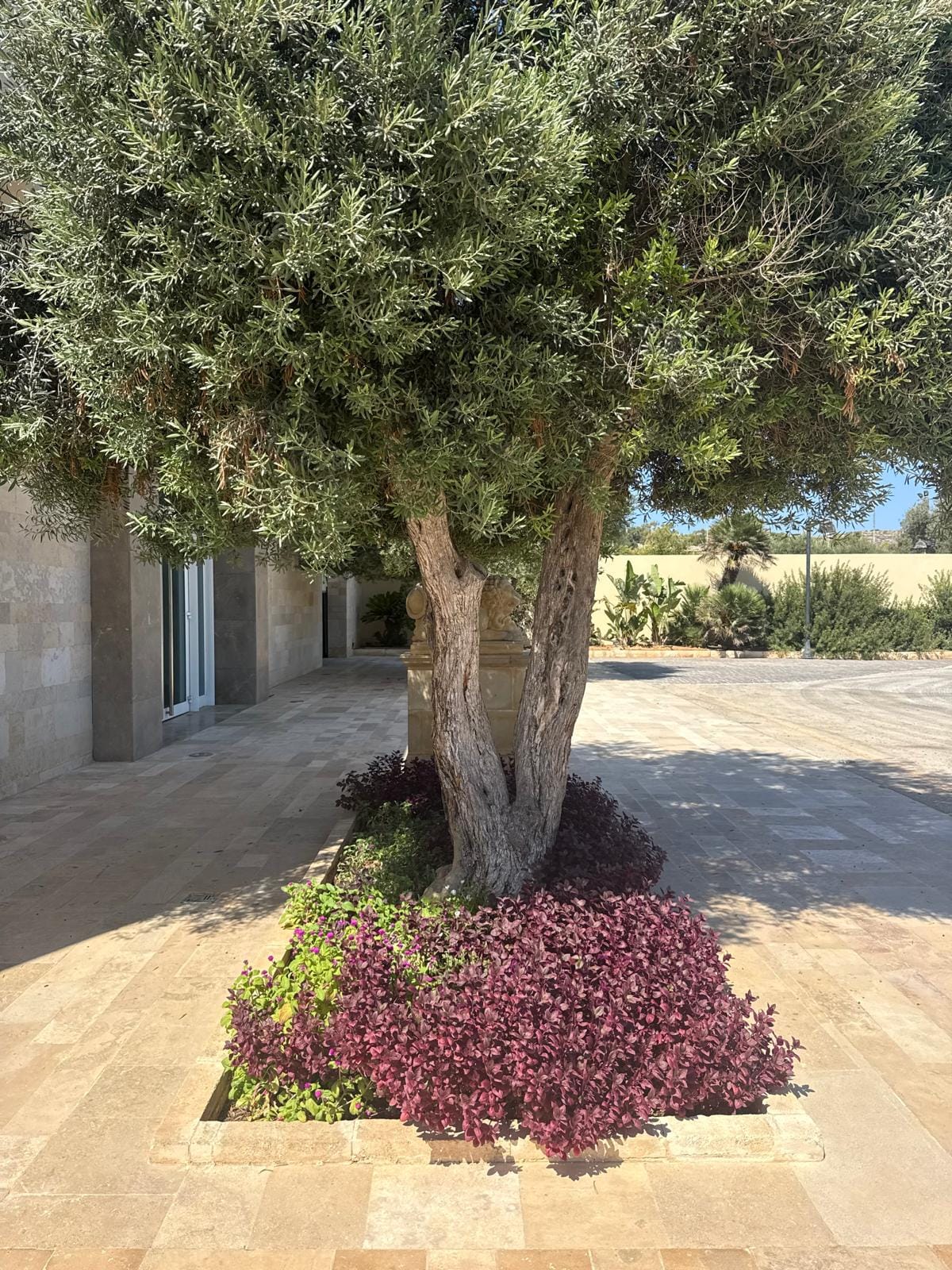 Palace Garden Centre - garden centre and landscaping in Attard, photo 17