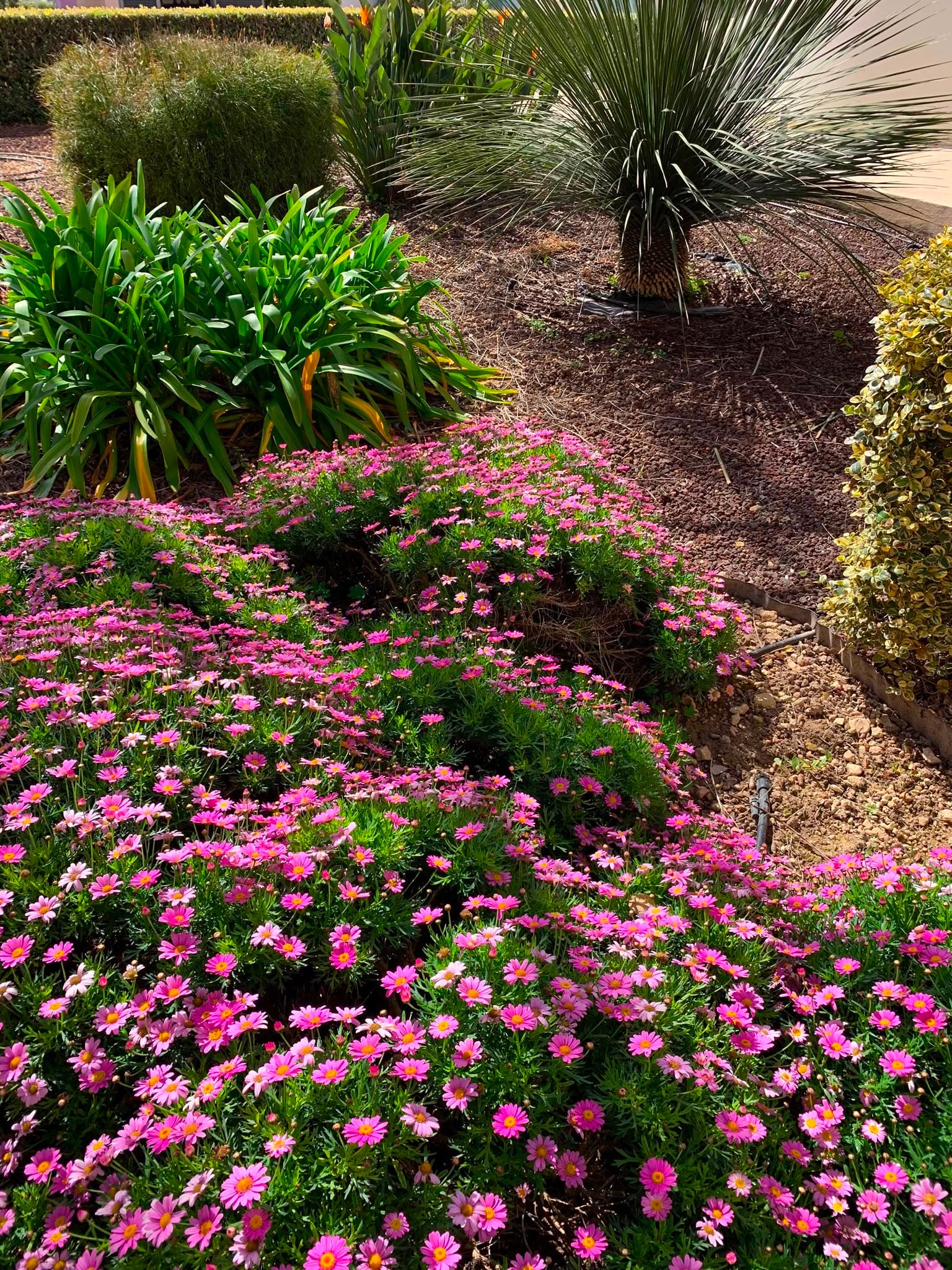 Palace Garden Centre - garden centre and landscaping in Attard, photo 19