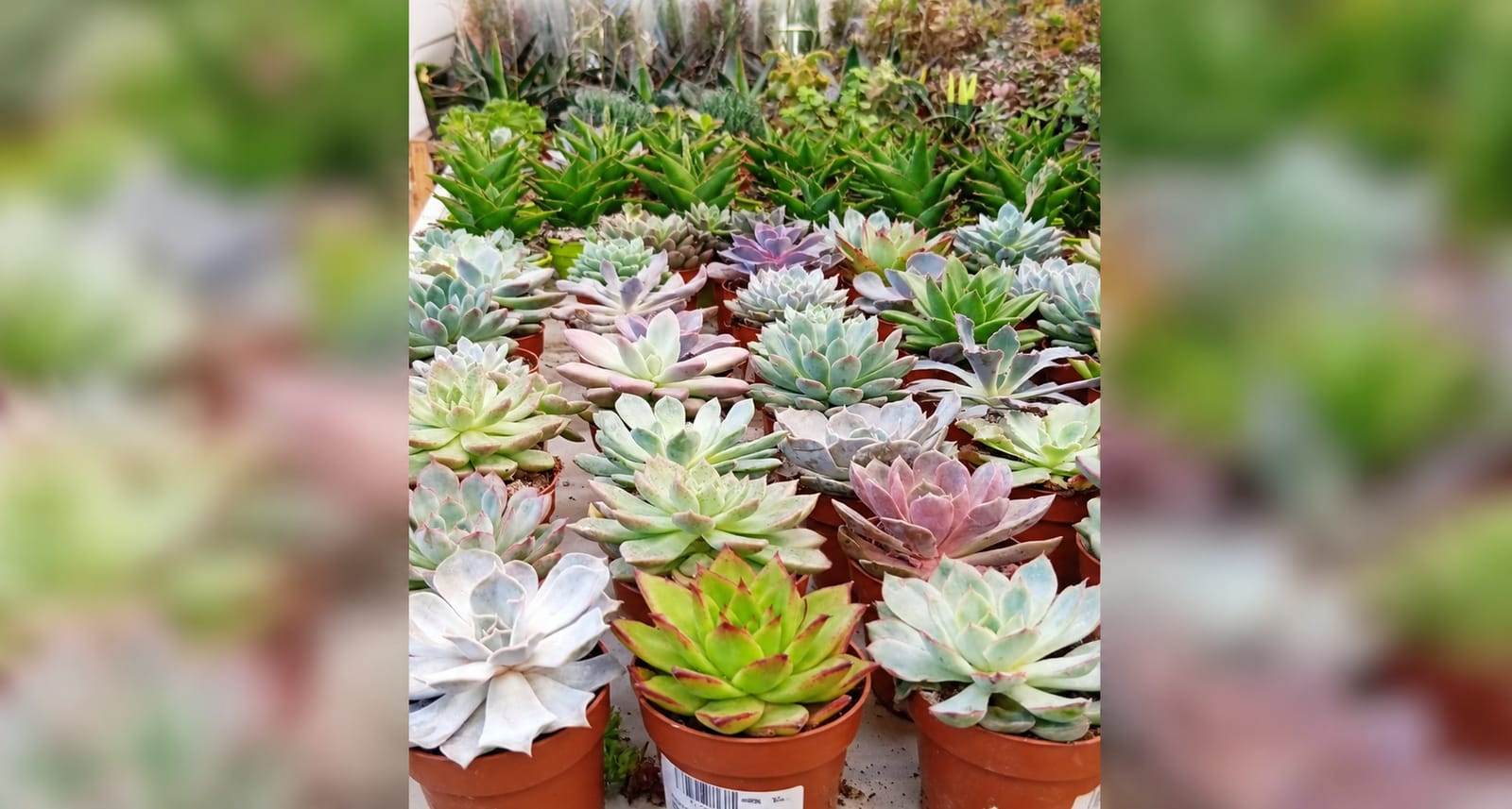 Palace Garden Centre - garden centre and landscaping in Attard, photo 3