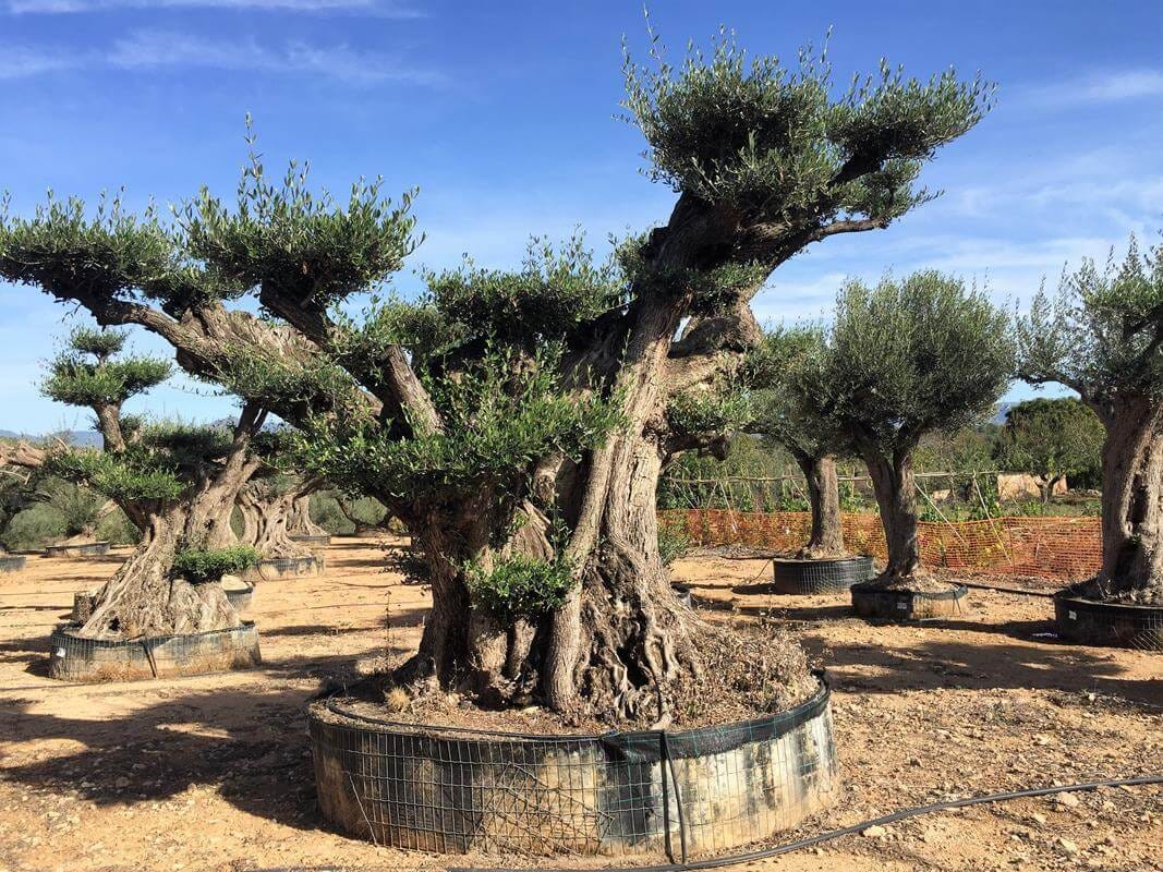 Paradiso Gardens - plant nursery and landscaping in Rabat, photo 1